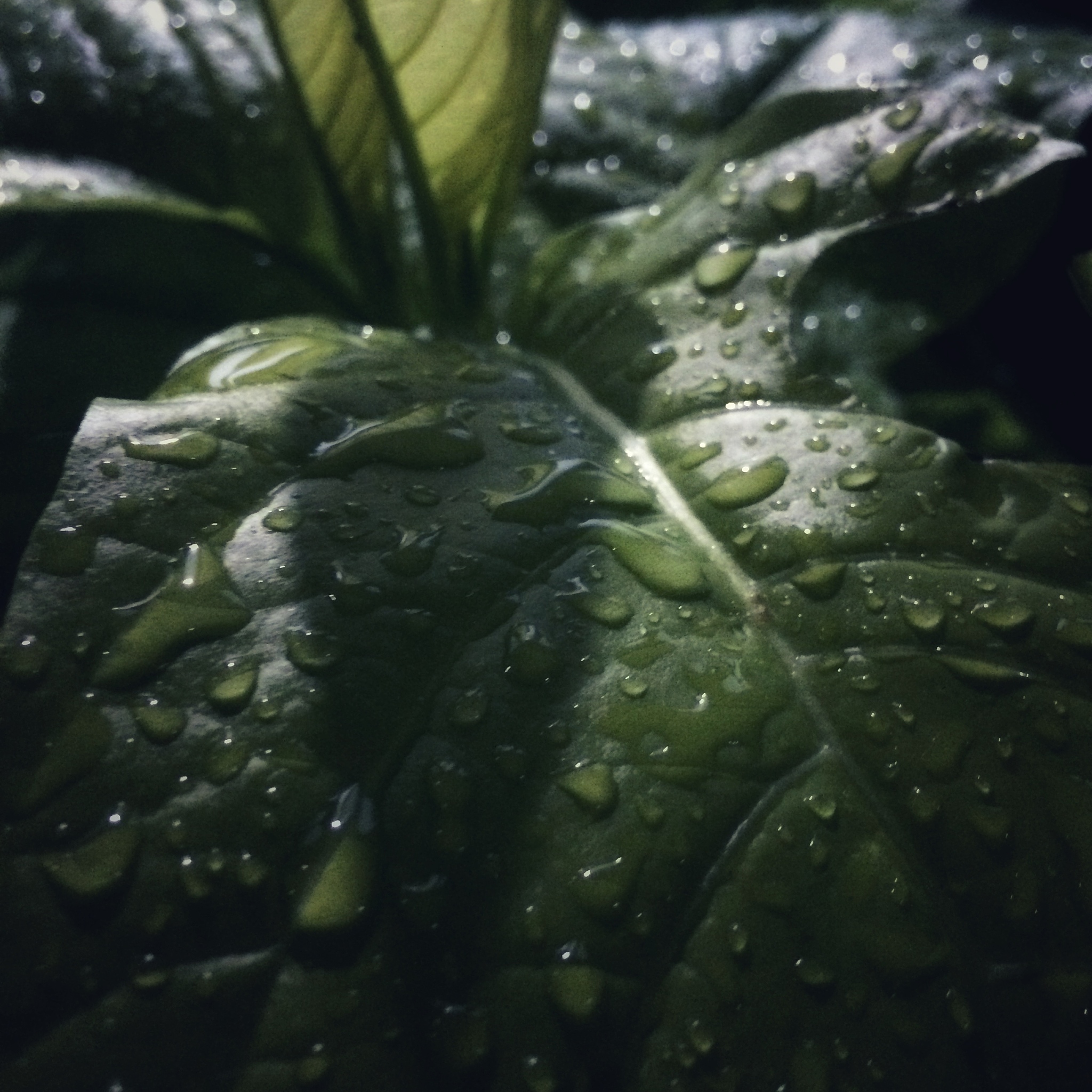 火龙果种植病虫害防治方法及预防措施 - 全面解析