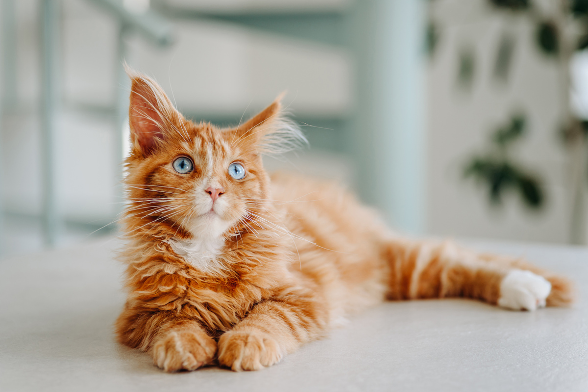 猫咪喜欢接近有福报的人？研究发现：还真有科学依据！