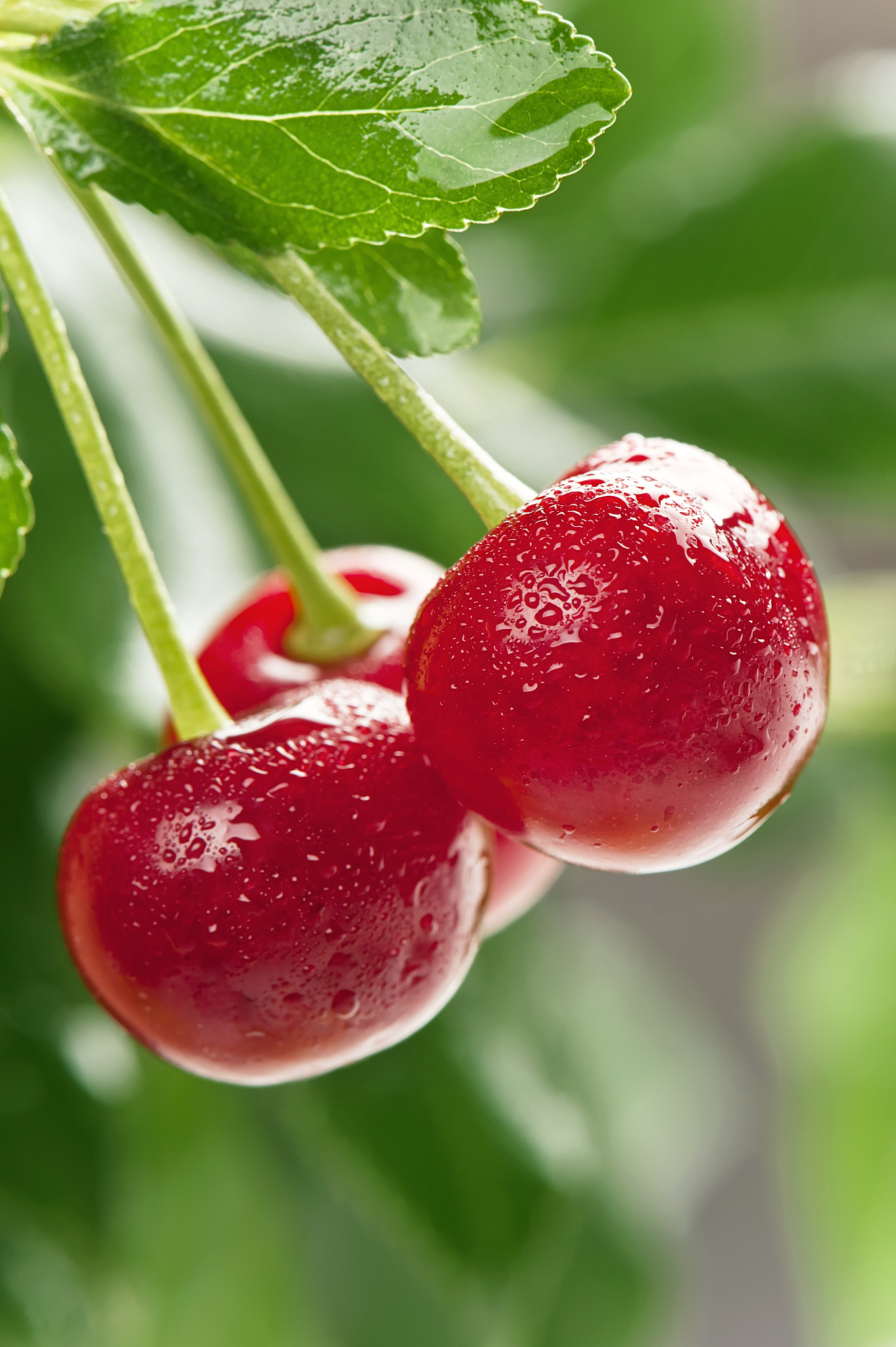 cherry