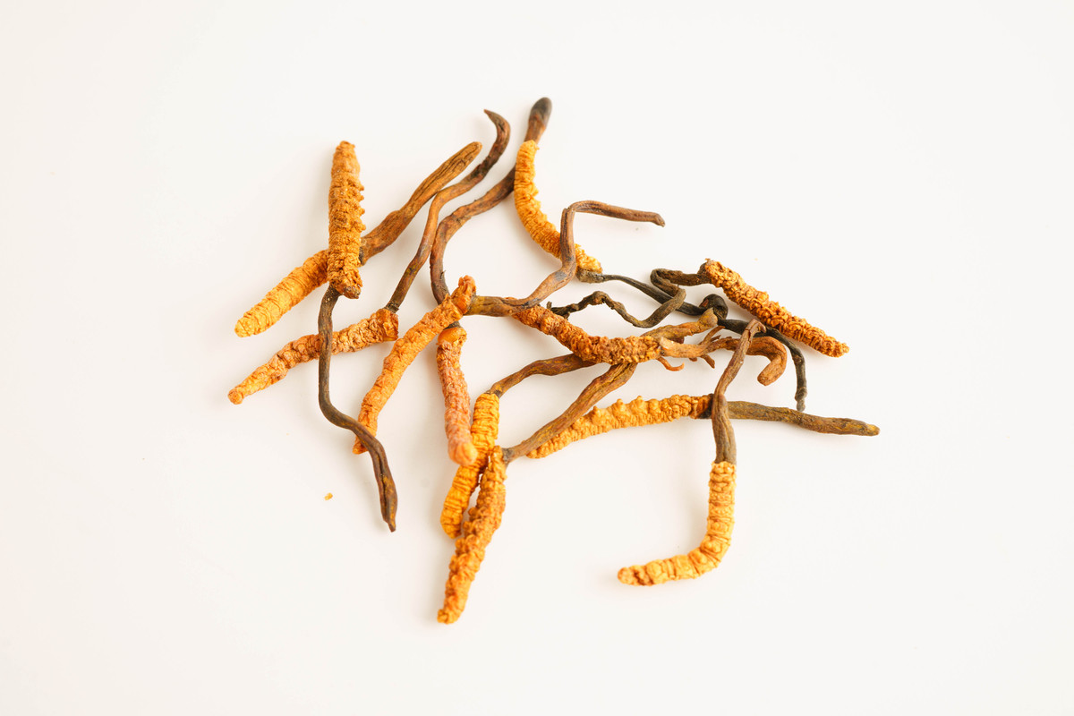 蒙医医疗与蒙药专业发展前景如何