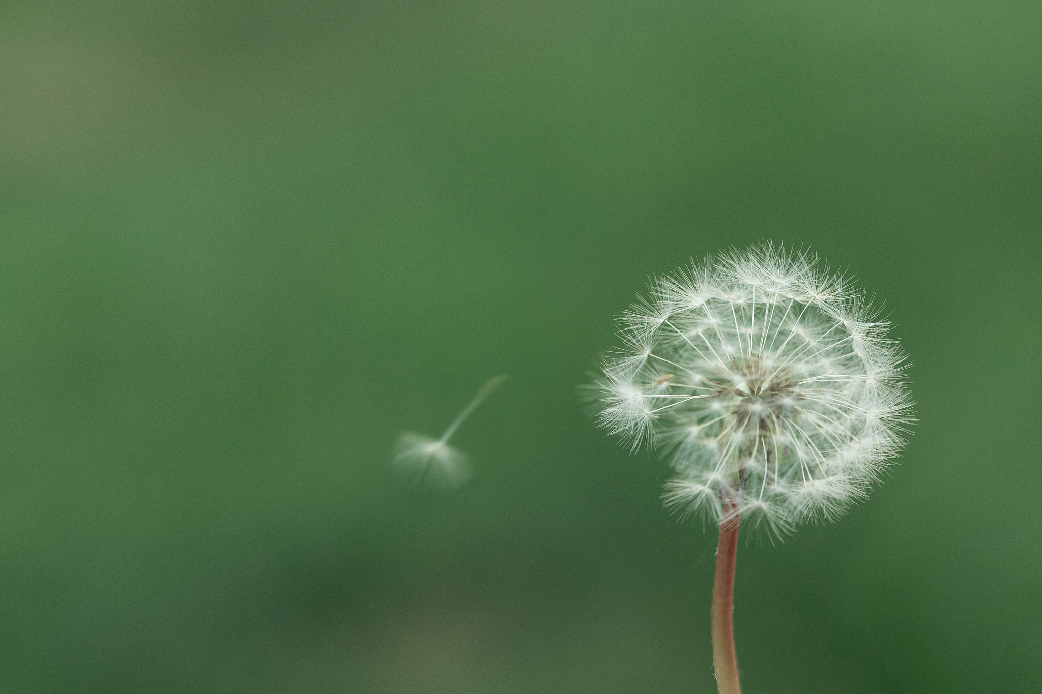 dandelion