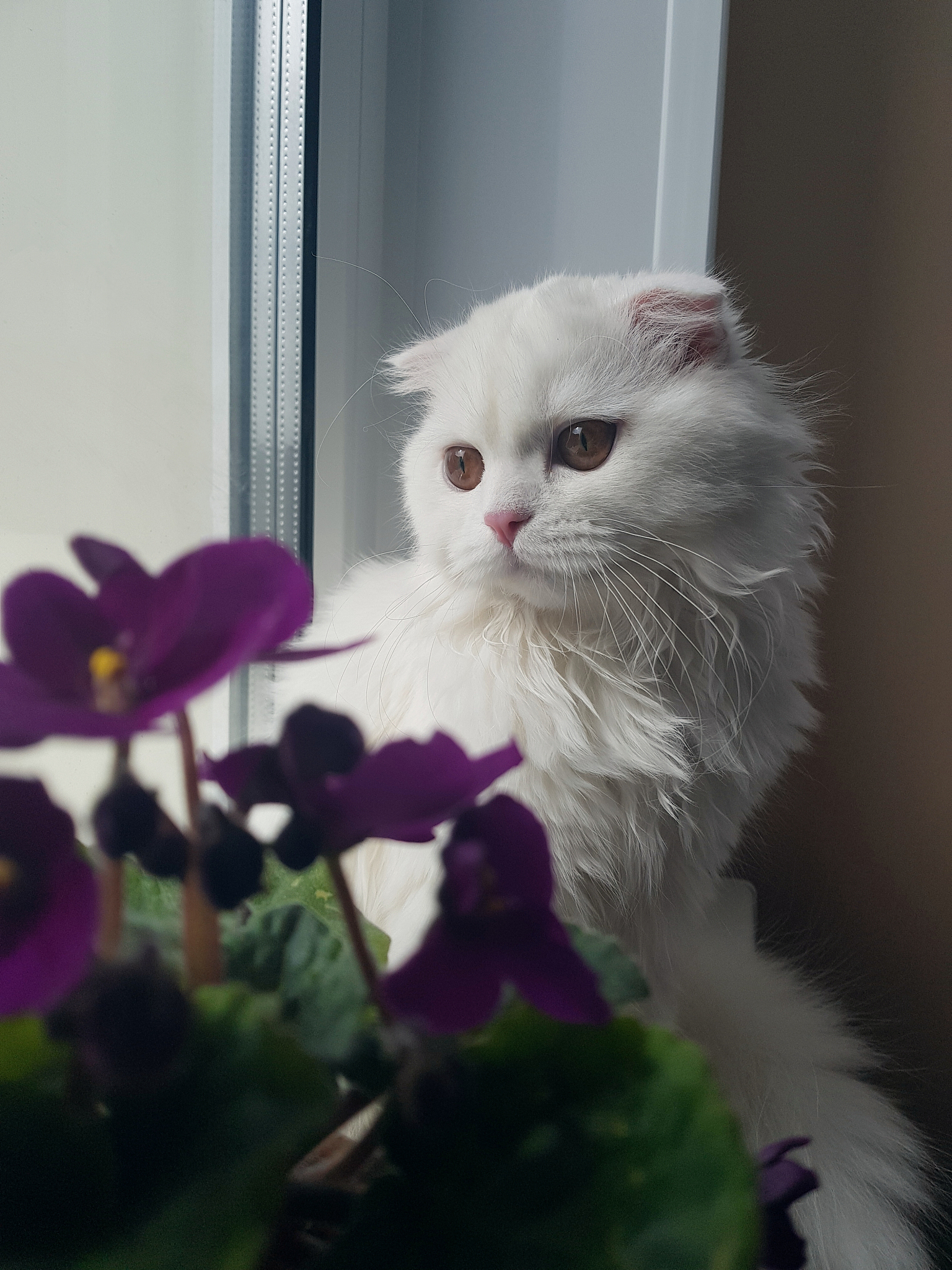 详细说说猫胃酸pH的动态变化