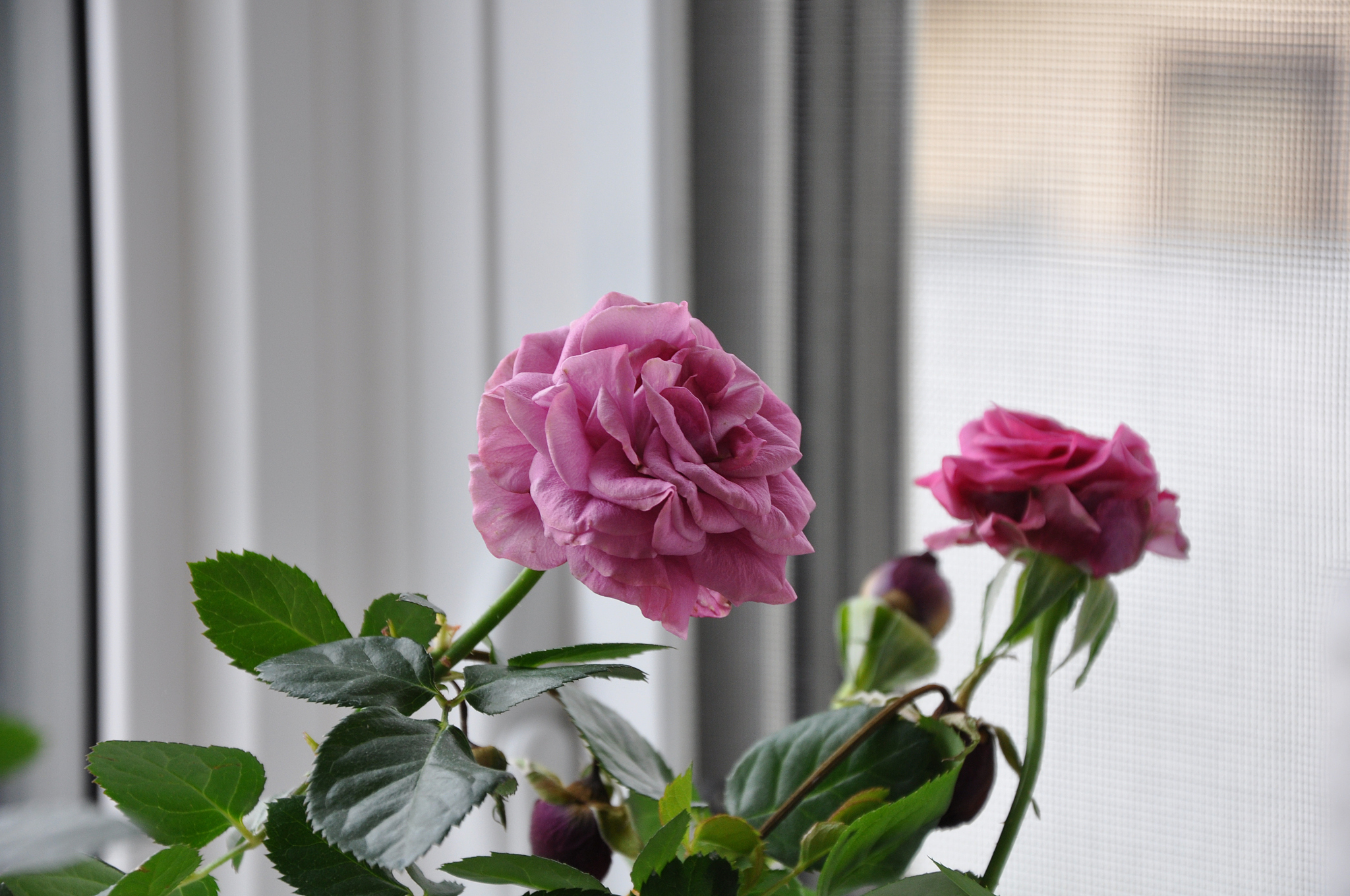 我向往的地方作文