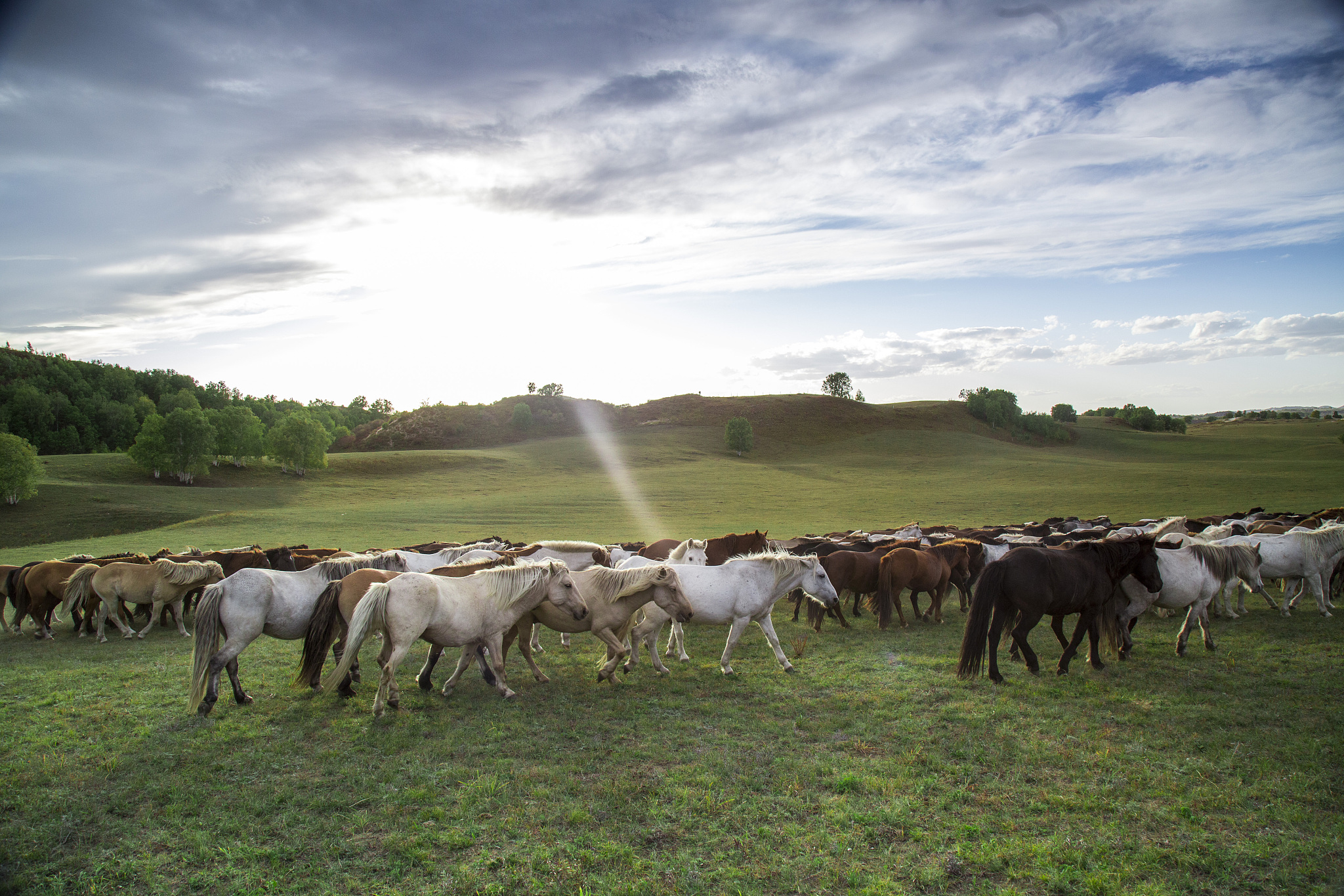 草原动物赛跑：狂野竞速模拟游戏 - 最新更新
