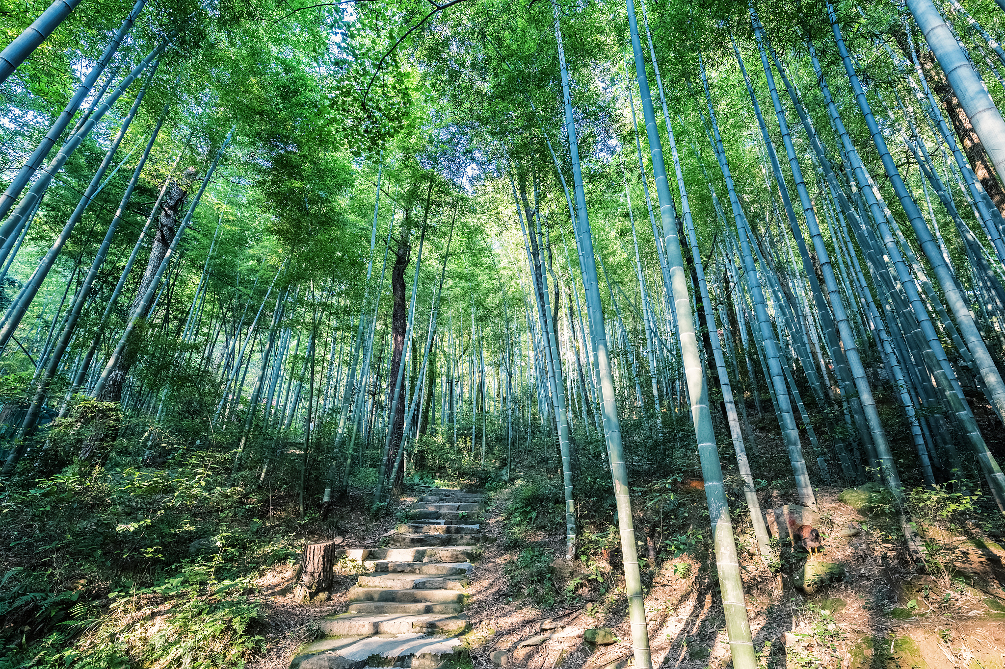蜀南竹海帮我用200字详细描述