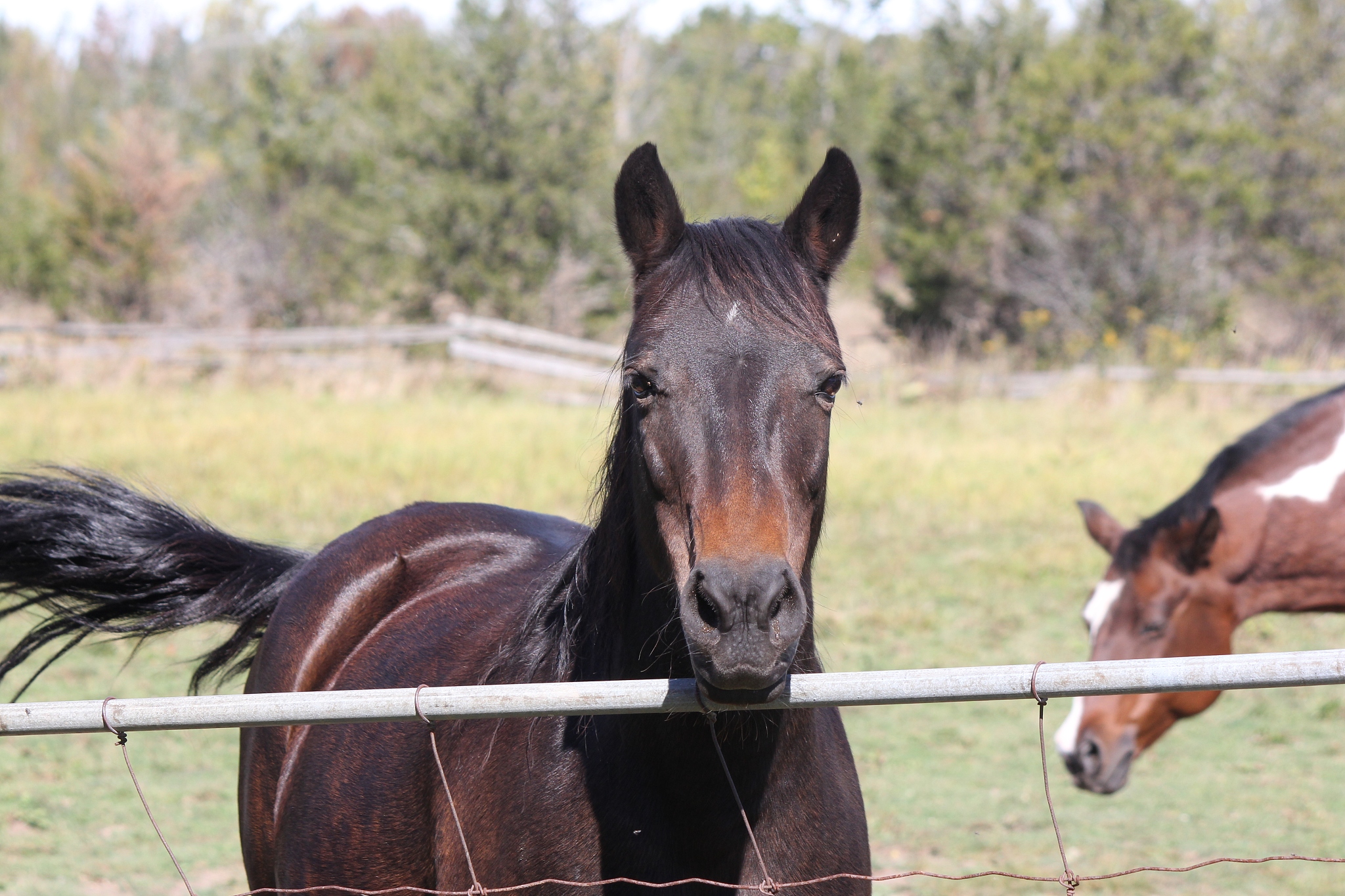 horse (brown) behind fence