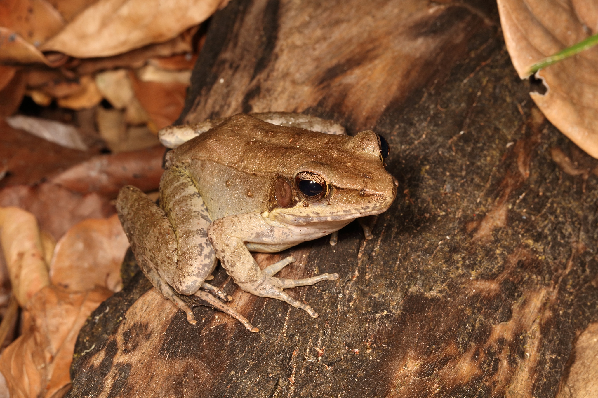 林蛙产业发展的文献综述分为国内和国外各1000字左右