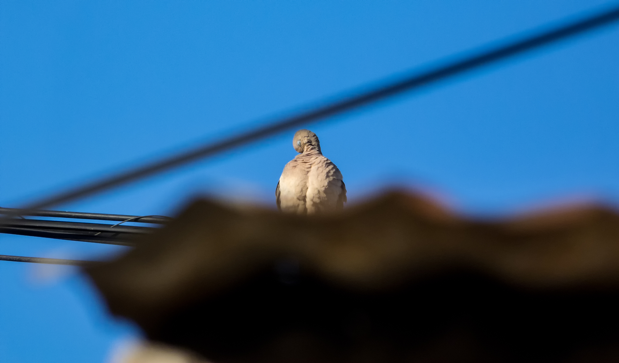 doves on a wire