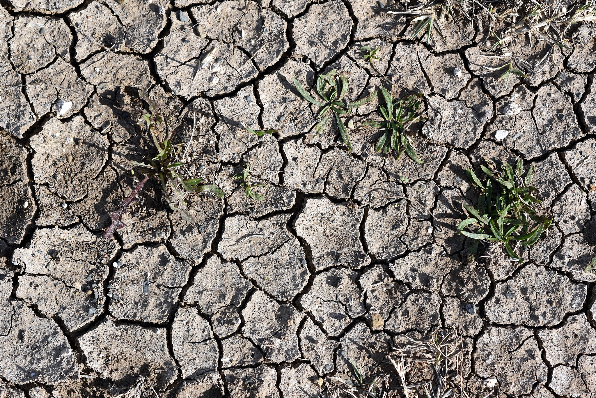 It may seem paradoxical that there is a negative correlation between yield loss and the number of spring frost events for crops such as corn soybean and winter wheat figxx Some studies have indicated