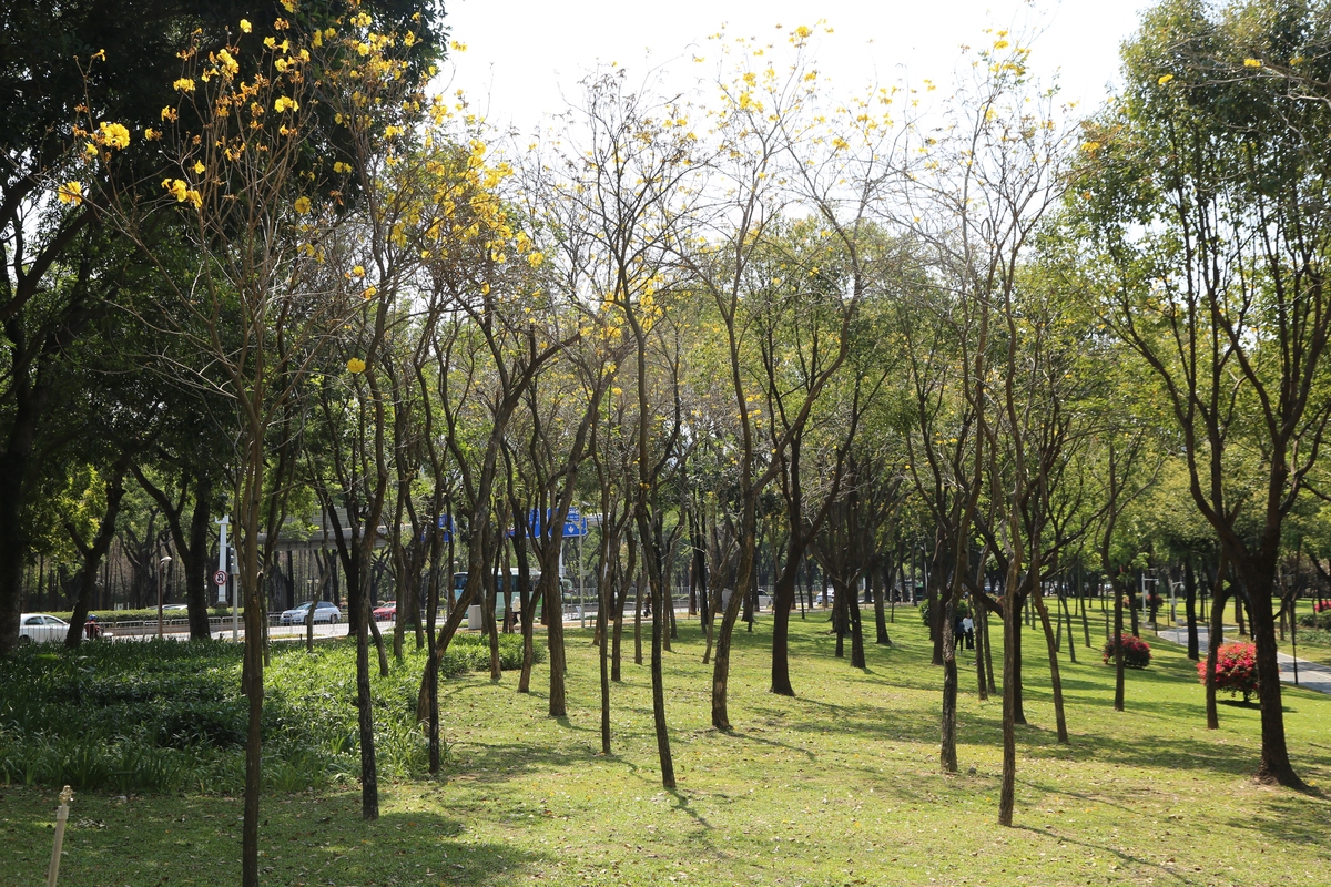 论述乡土植物在西安市兴庆公园中的应用调查自行添加乡土植物种类、数量和应用数据不少于1000字。