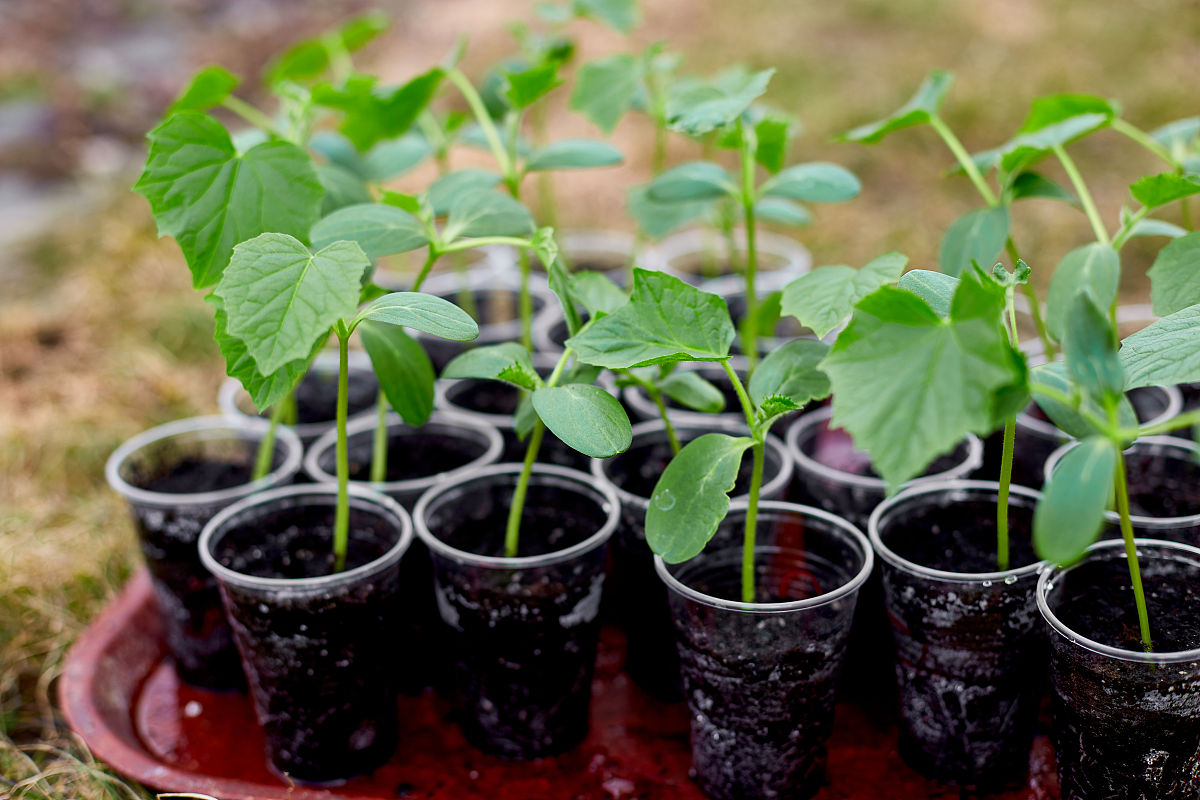 黄瓜幼苗开花和结果时植株的吸水部位是否相同