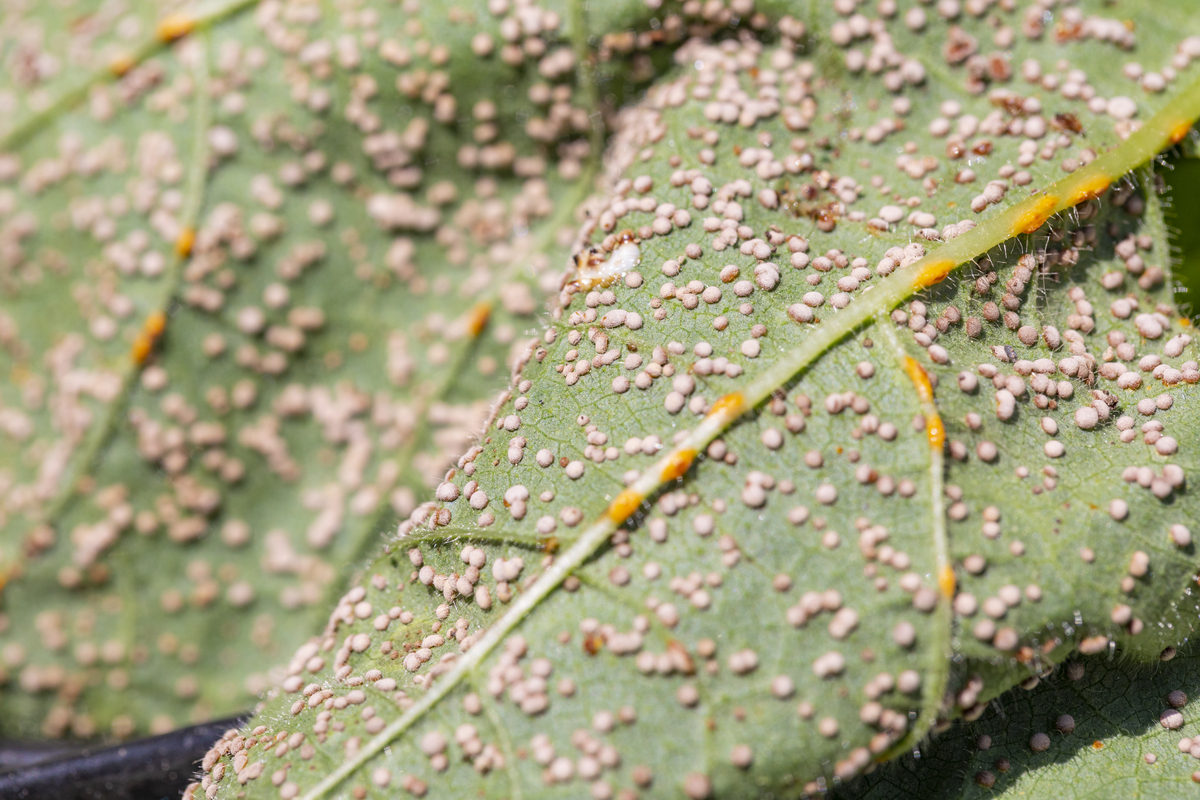 秋葵枝干上很多白色颗粒是什么