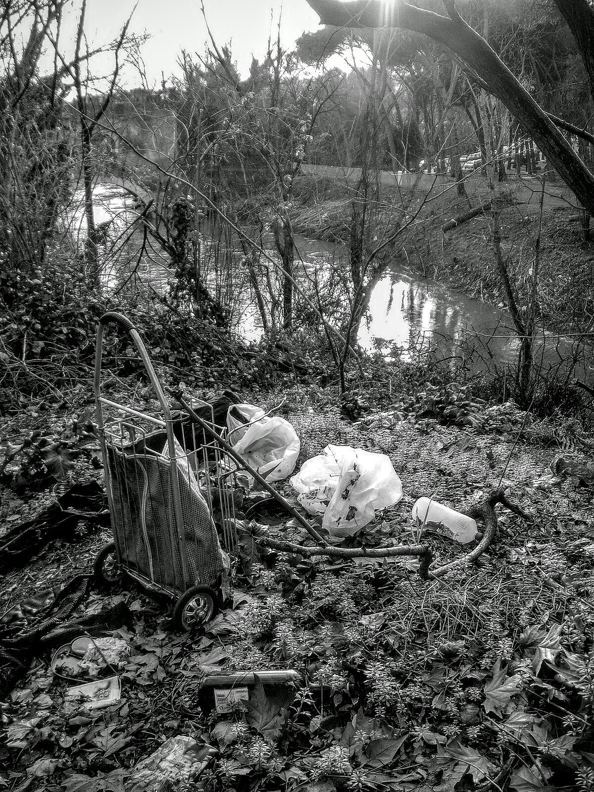 abandoned cart at lakeshore in forest