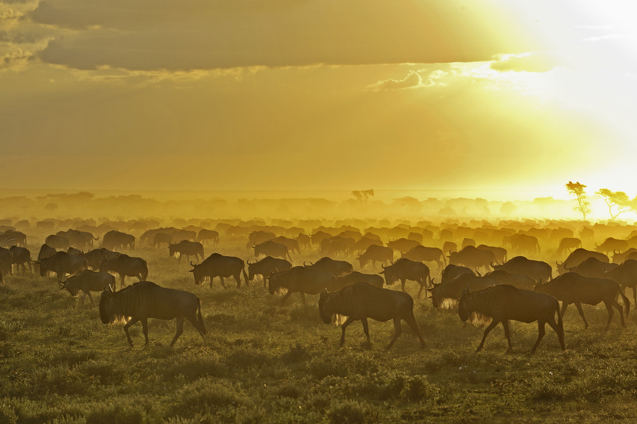 herd of wildebeest at sunrise