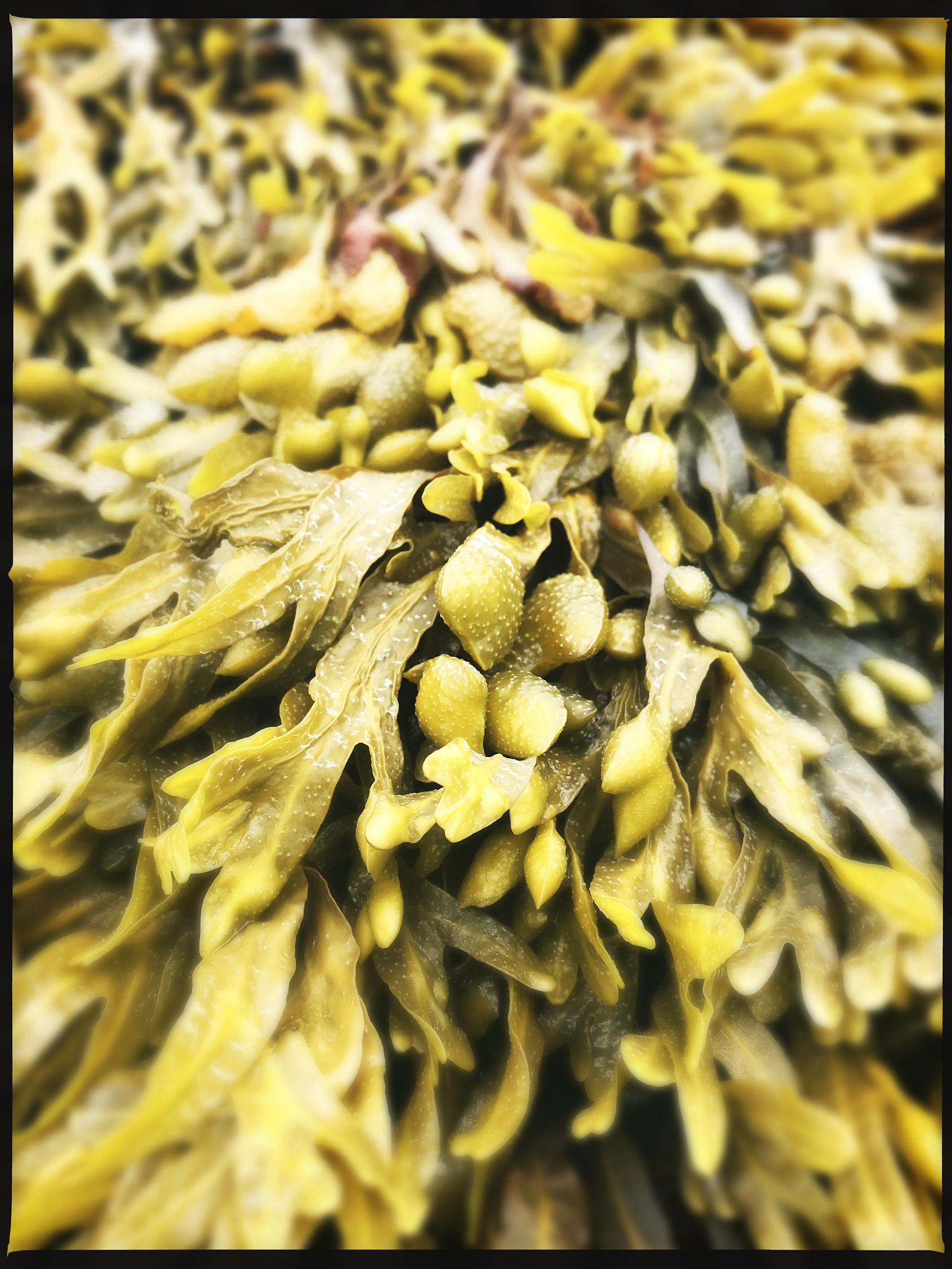 seaweed