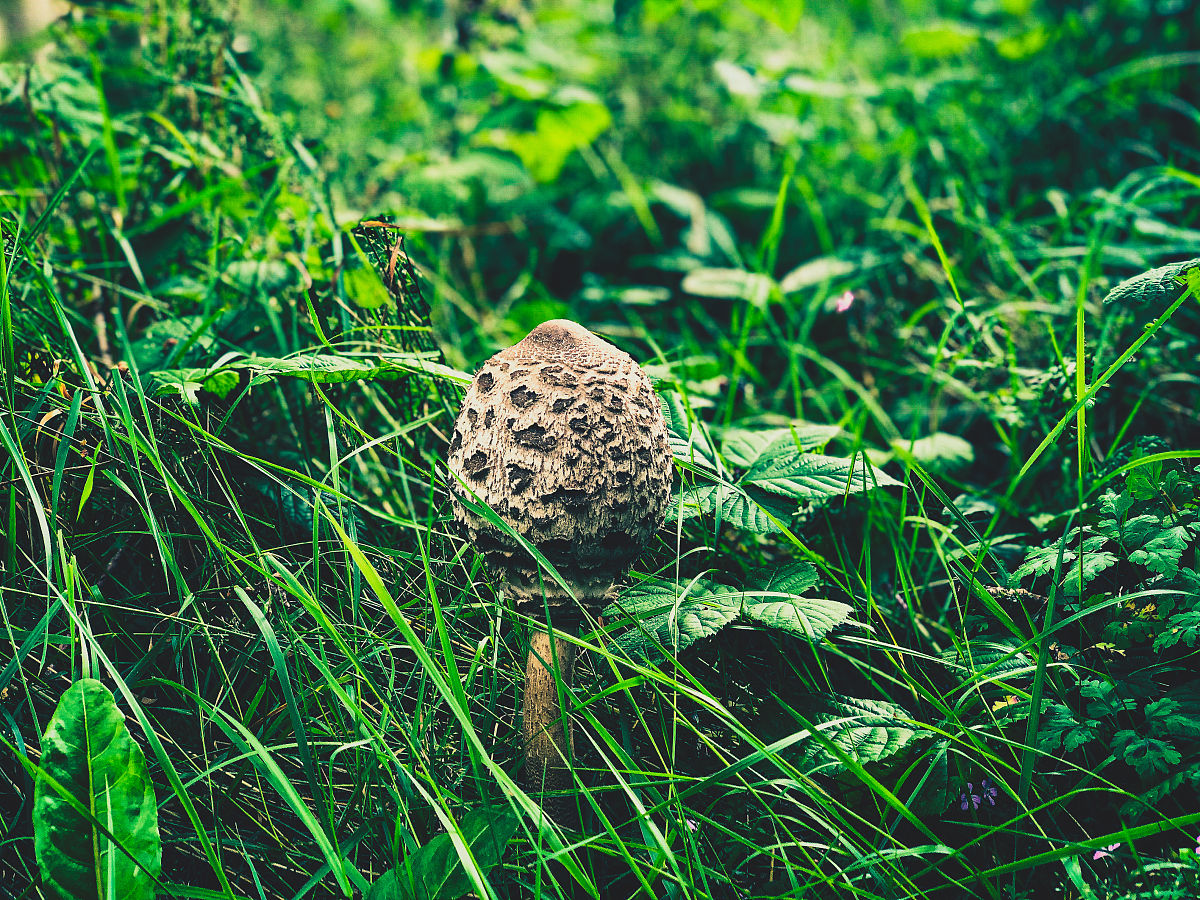 蘑菇中毒课题引入