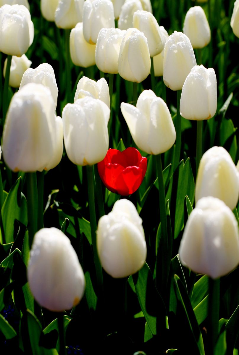 送老人什么花合适？白色郁金香寓意美好