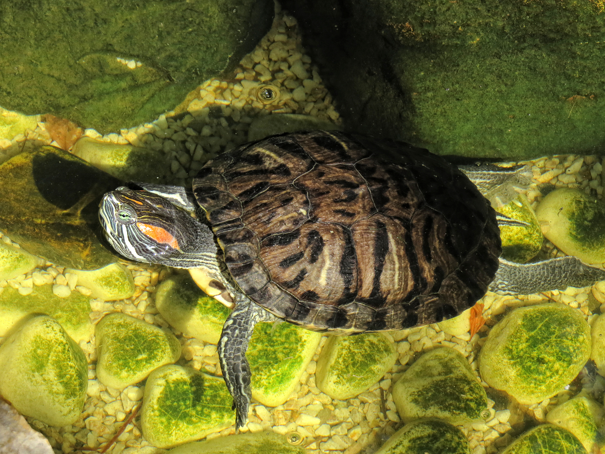 turtle