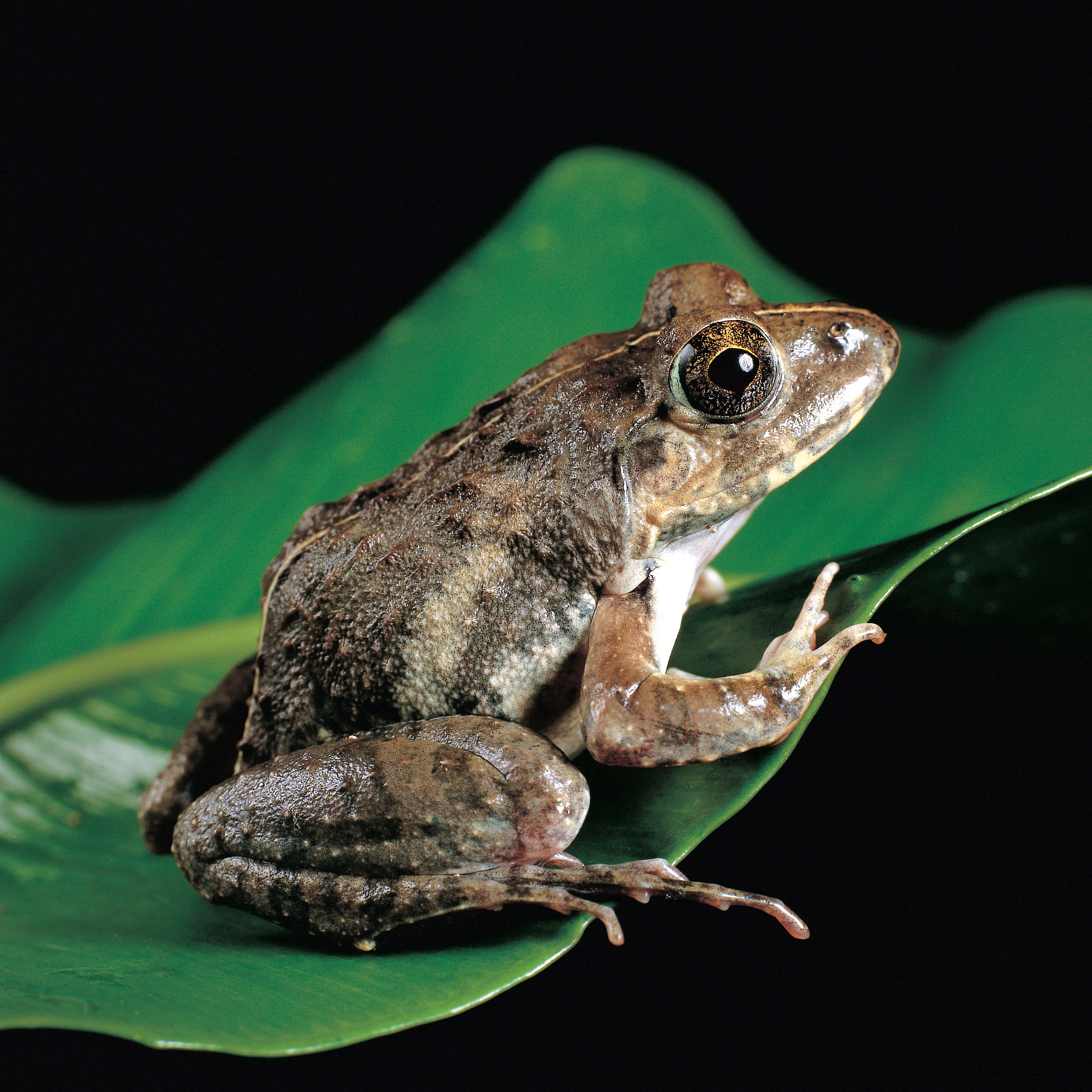 地球上最凶萌的蛙类：会膨胀身体发出尖叫的沙漠雨蛙