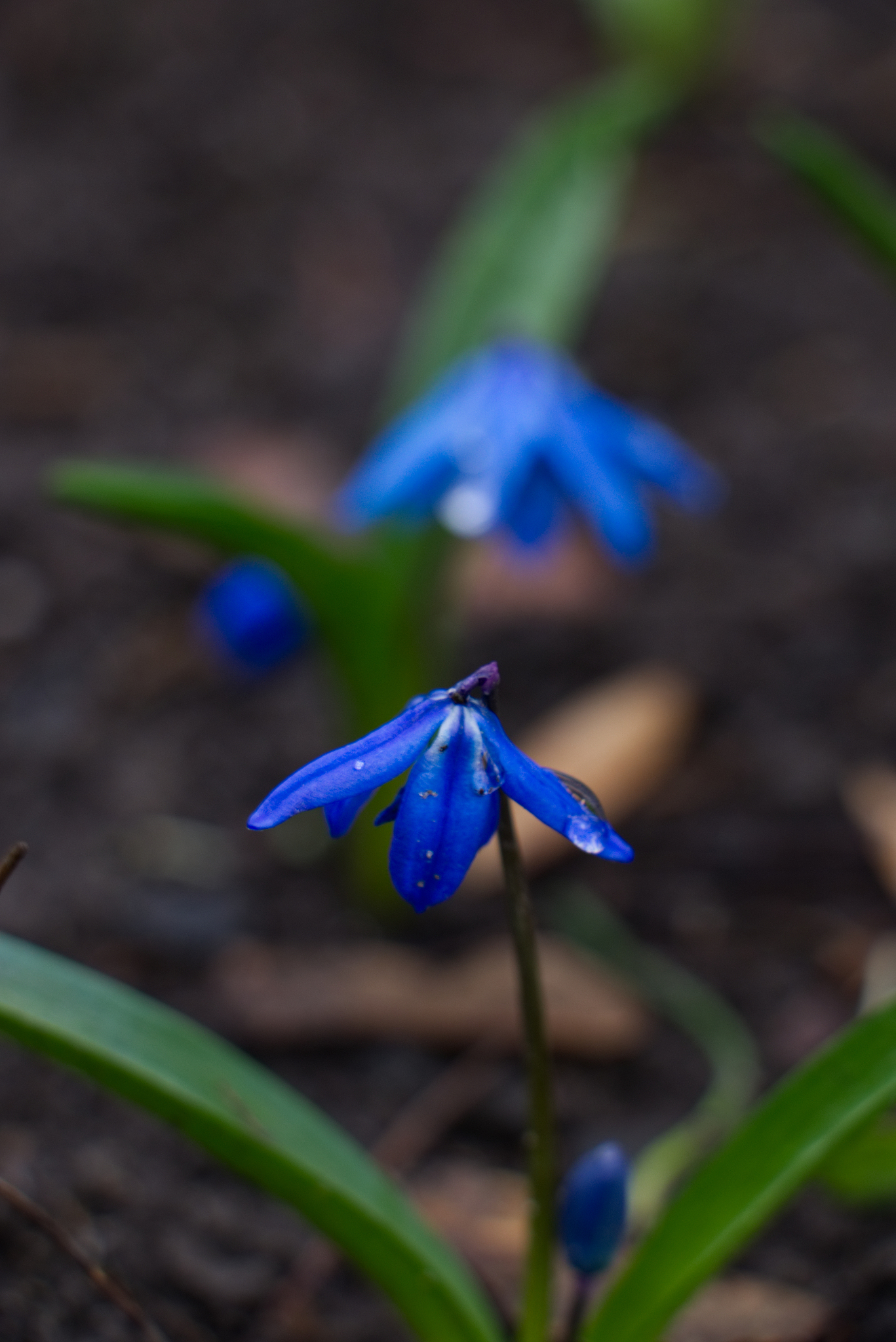 krokus