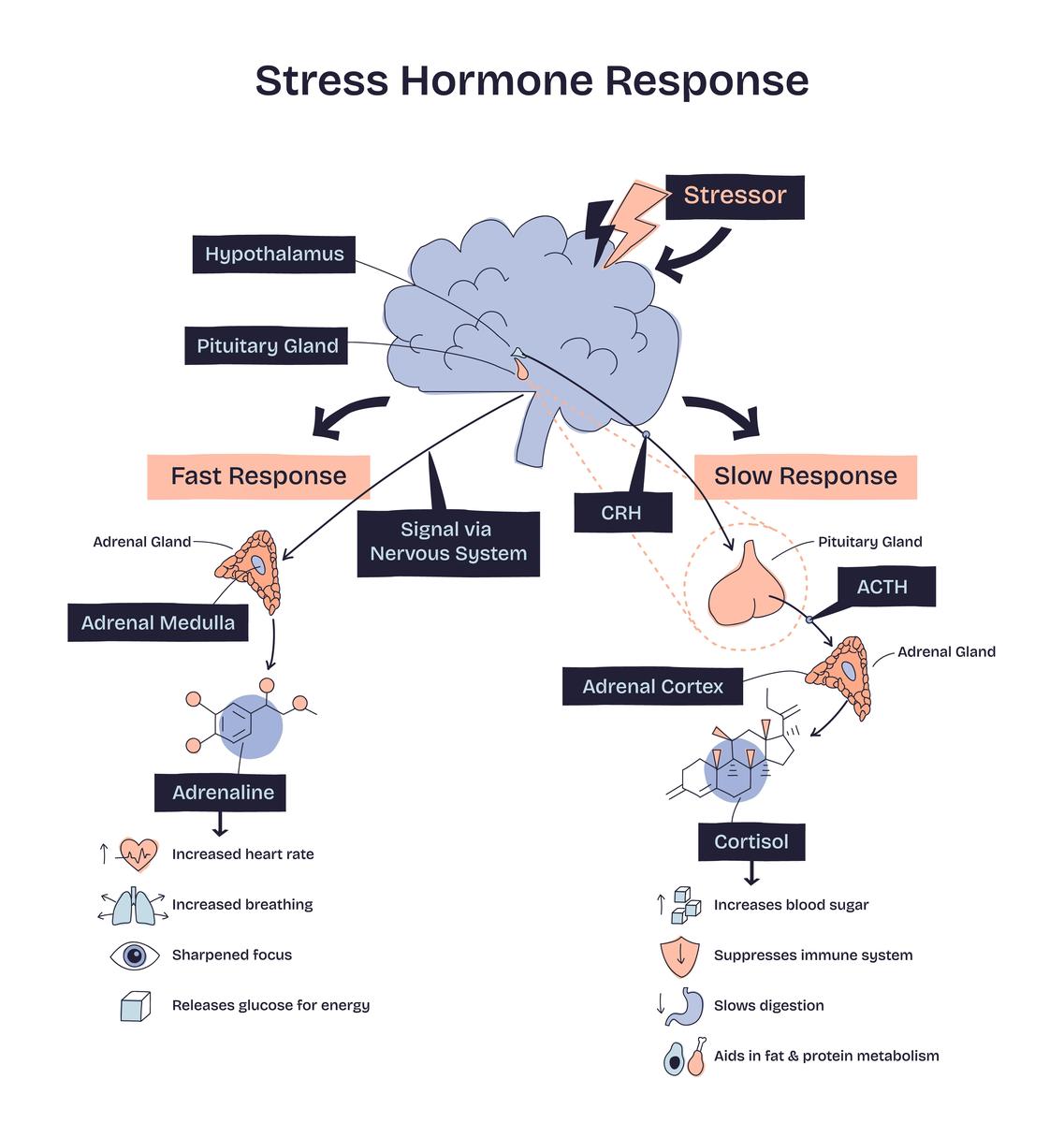Homeostasis Definition: A Simple Sentence in Biology