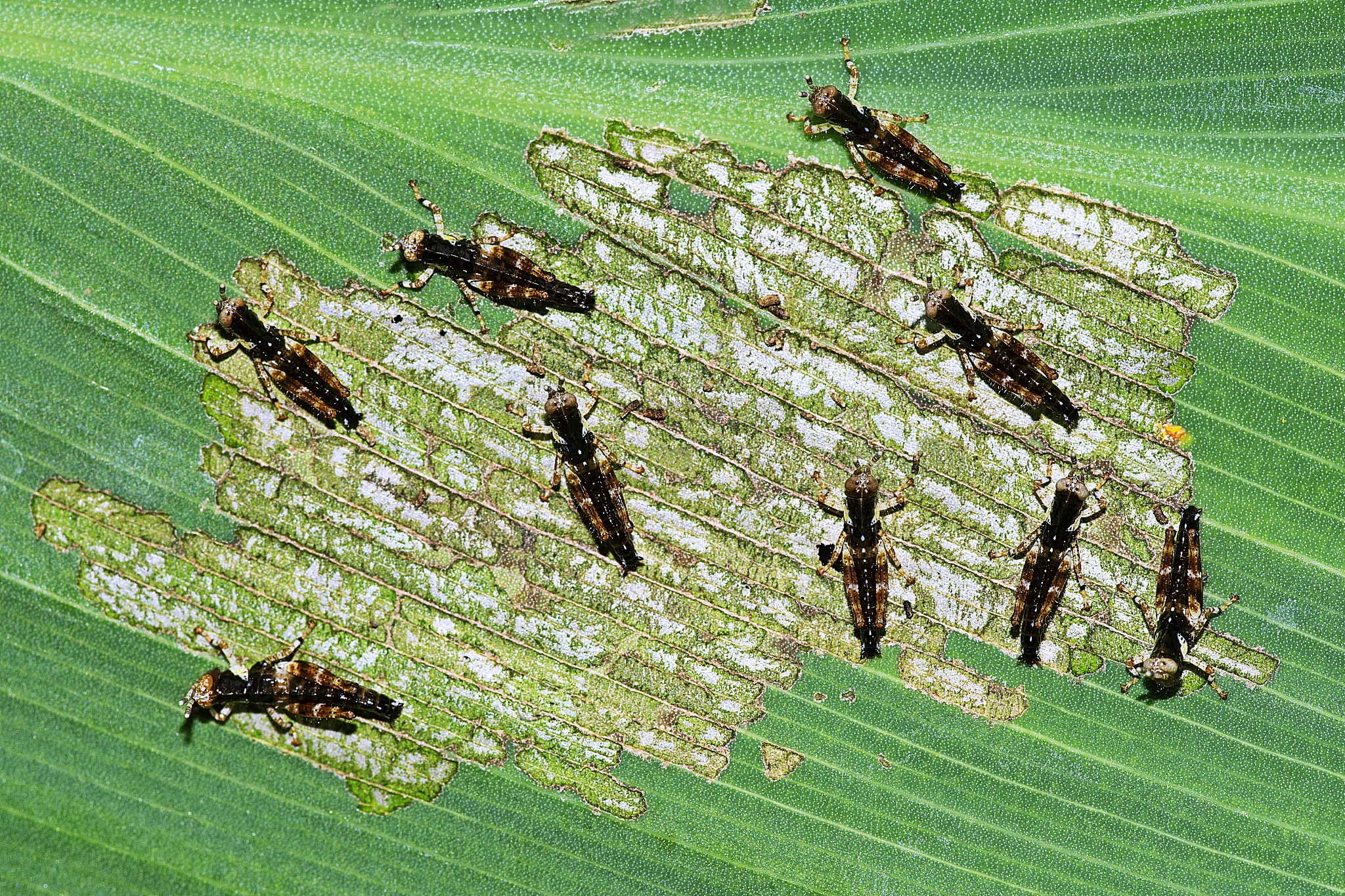 实验五 昆虫群落结构的分析要求：1记录水稻昆虫种类和数量种类	稻纵卷叶螟	二化螟	稻飞虱	草地贪夜蛾	蚜虫	棉铃虫	蚊科	蝇科	瓢虫	天牛数量	10	5	3	4	12	3	6	5	7	22要有一定量的样本数株数种类至少要十几种至少要鉴定到目或者科最后统计分析。3进行群落多样性分析 群落多样性指数 H’ 均匀性指数 E 丰富度 S 给出计算过程4两人一组分好组后学委把分组的情况