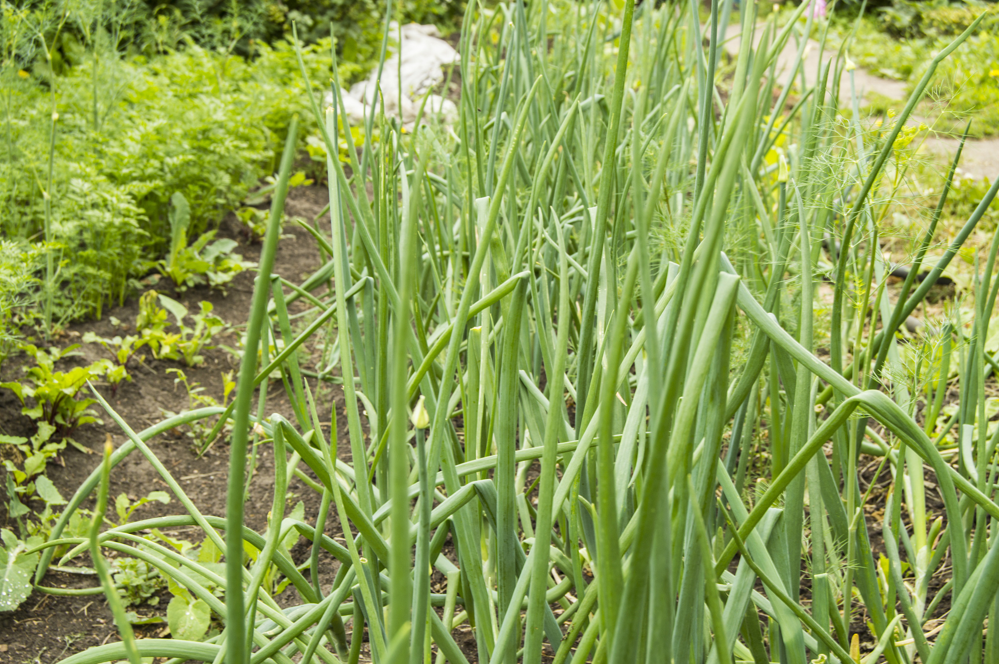 green onions in the garden growing in the soil in the garden, gr