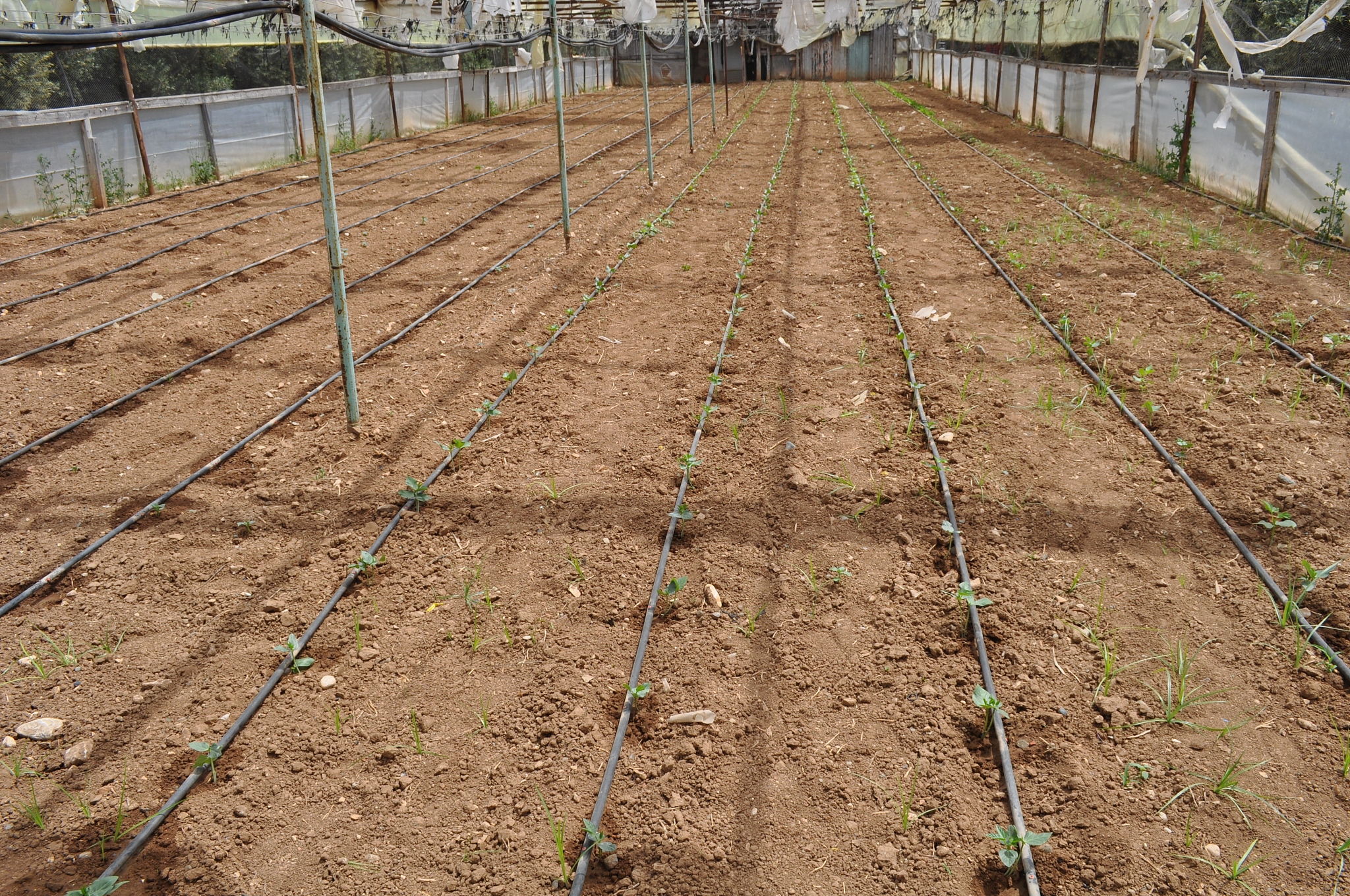 花生需水特性与灌溉指标研究进展 - 提高产量，减少浪费