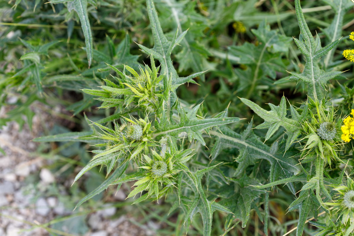 山蜜草：功效、分布、用途 - 天然蜂蜜来源