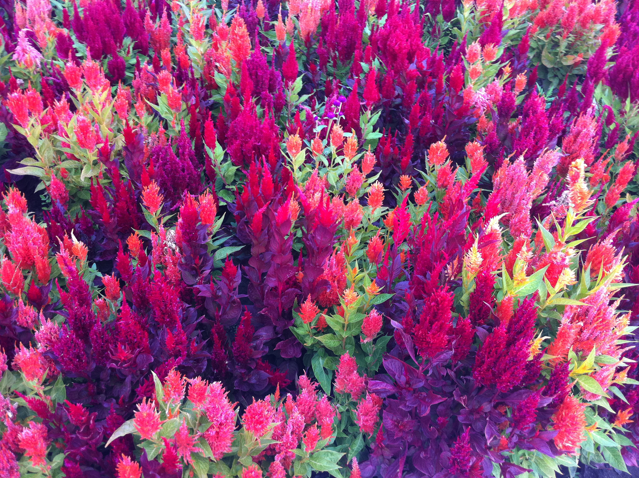 摄影色彩技巧：100字解读色温与光线的关系