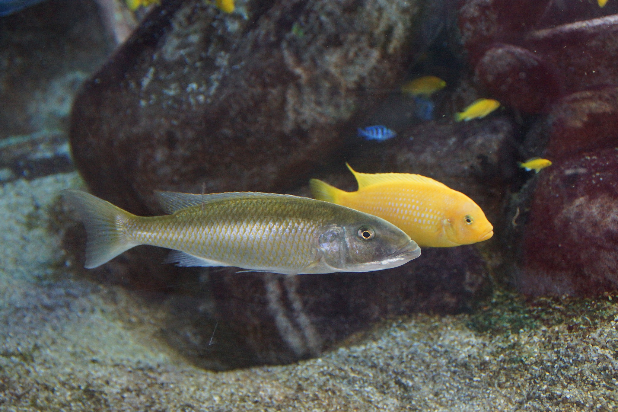 magnificent fishes