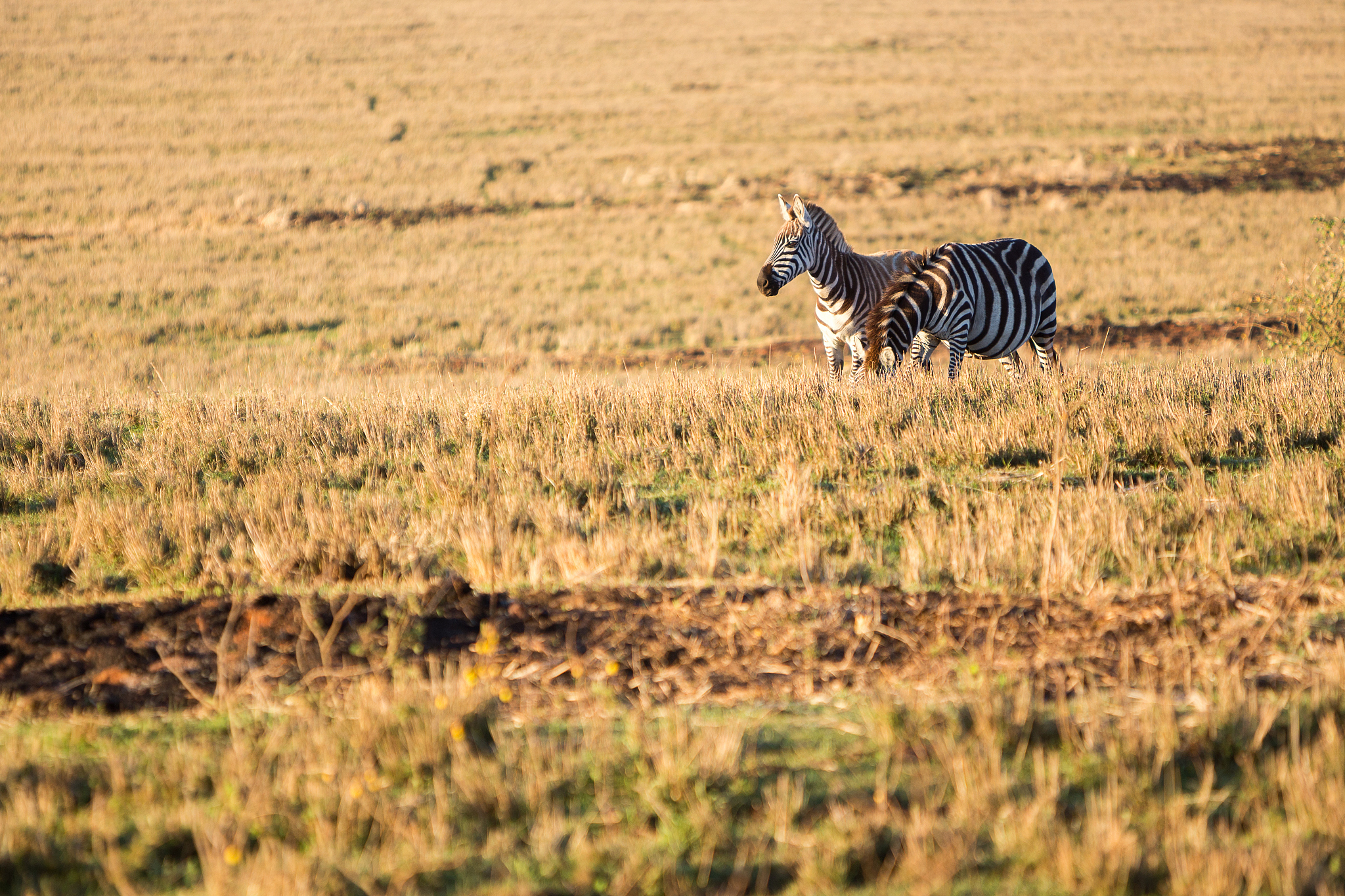 zebra