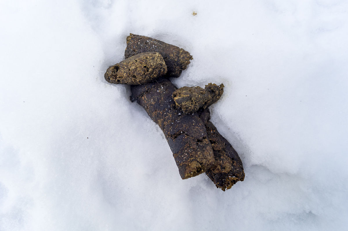 狗在公园的雪地上大便.粪便污染环境.狗主人不负责任.宠物未清洁的粪