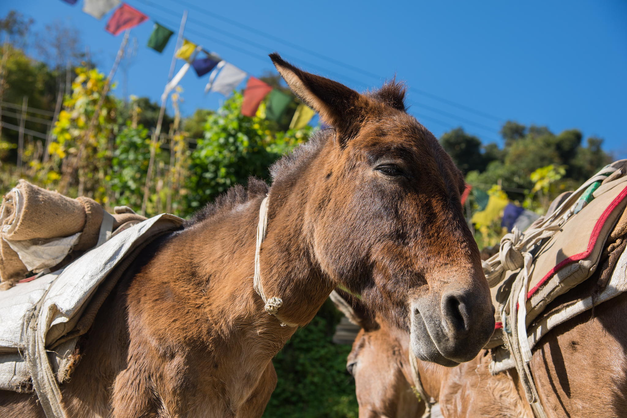 brown donkeys relax after hard worked chomrong village ,nepal.