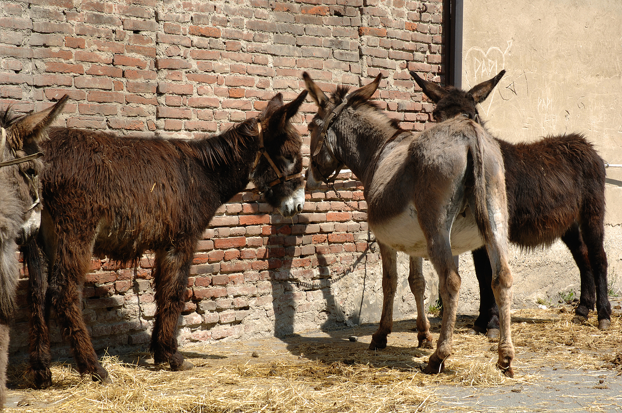 donkeys