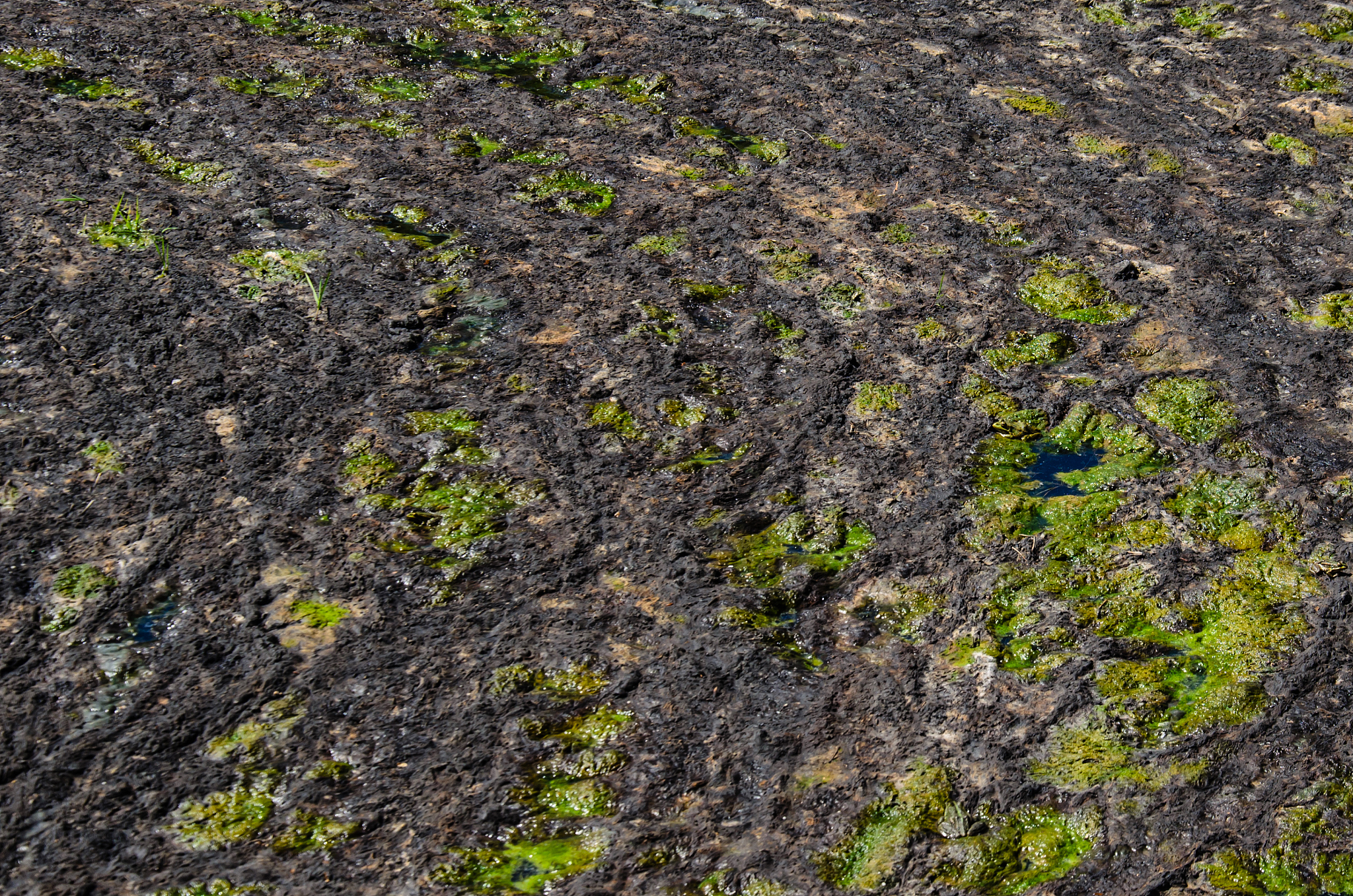 green algae pollution on a water surface