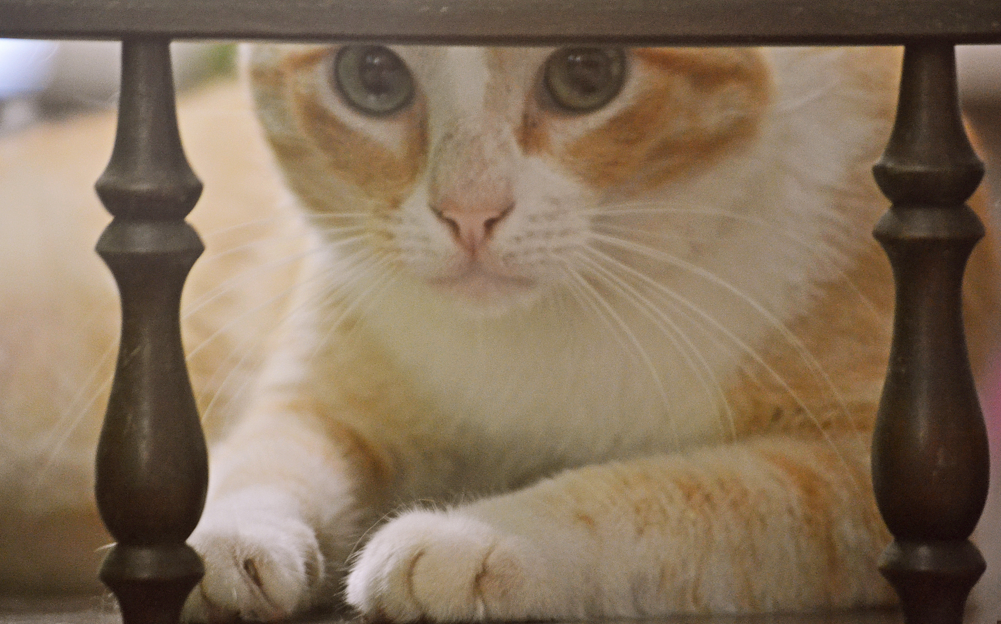 close-up portrait of cat looking through railing