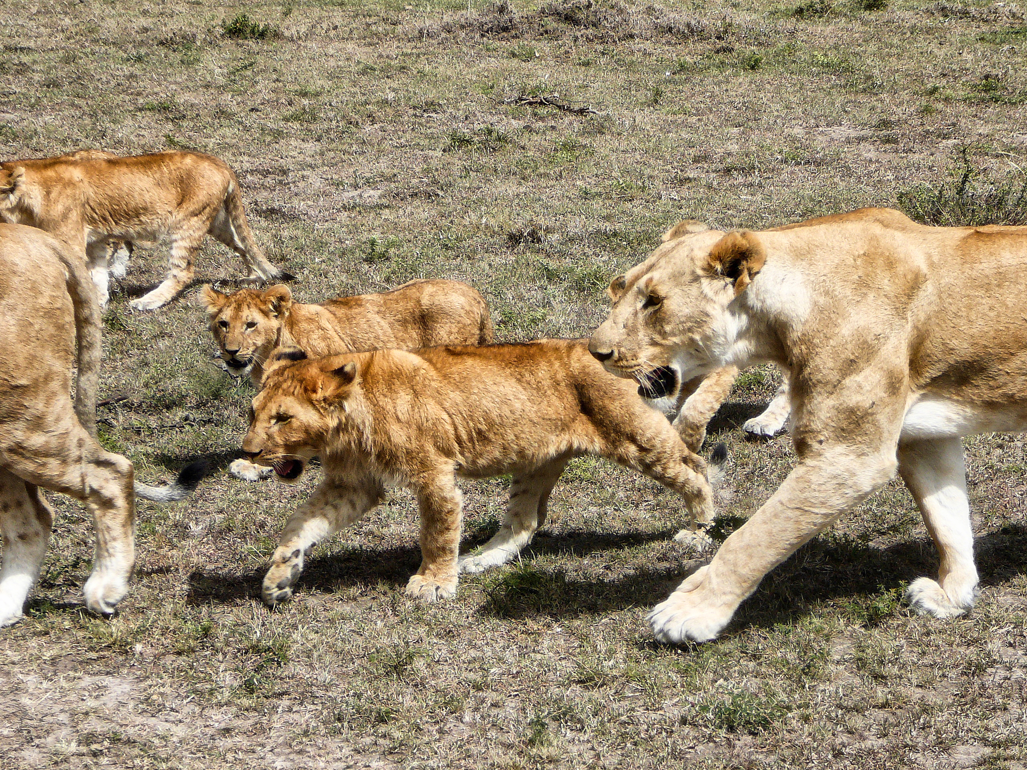 同类相食的动物：哪些动物会吃掉同类？