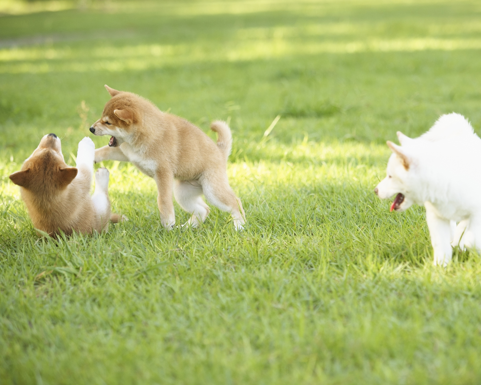 日本柴犬需要定期打狂犬育苗吗智力相当于多大的孩子