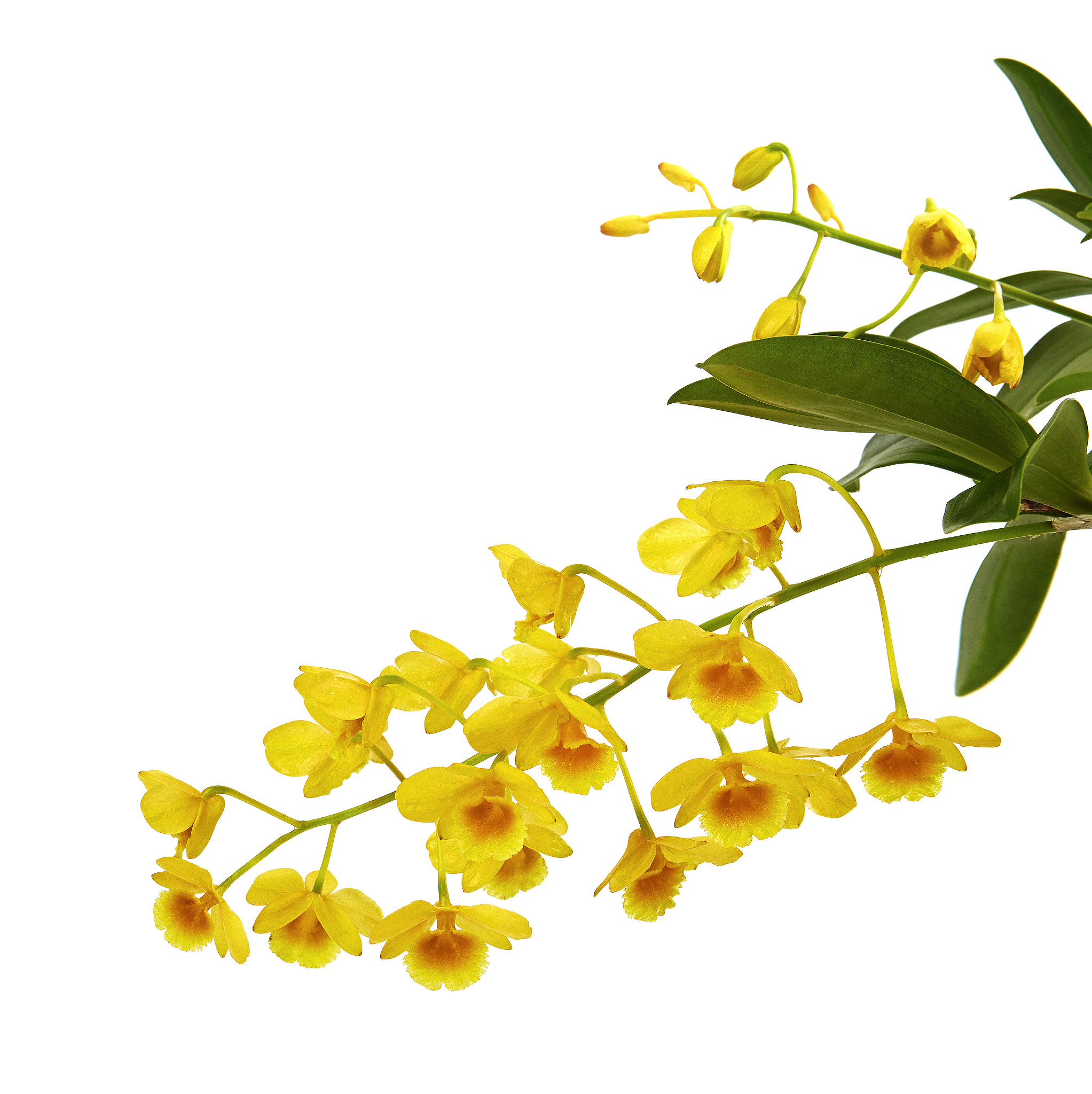 dendrobium lindleyi, wild yellow orchids and leaves , isolated o
