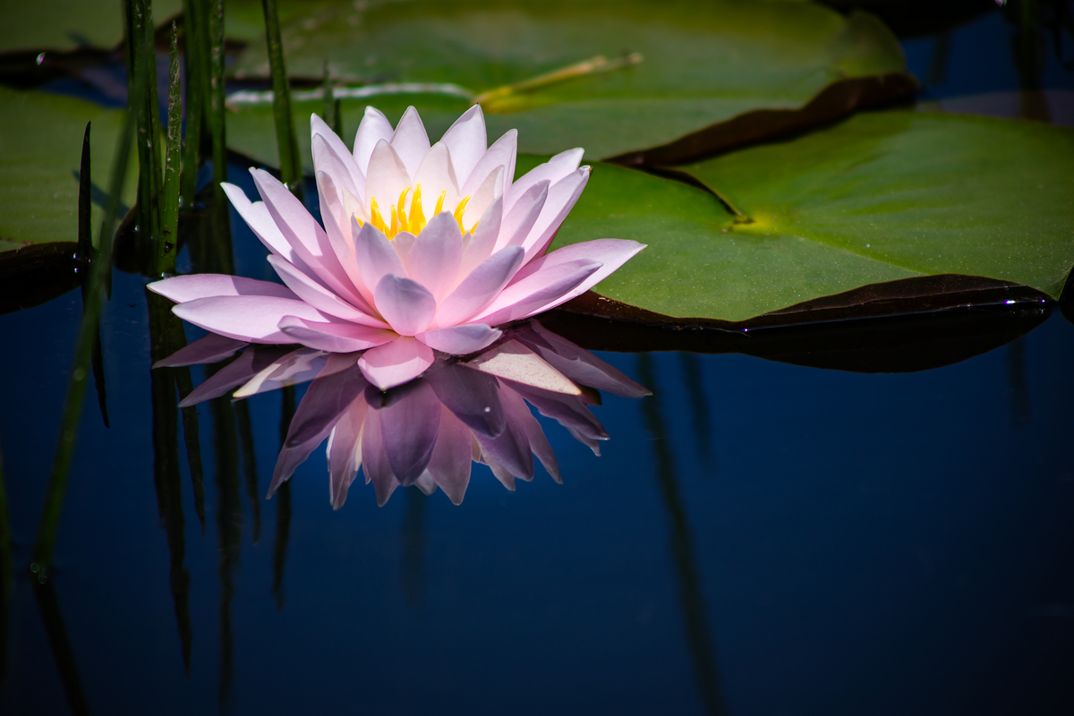 莲华：象征生命的无限可能和美好