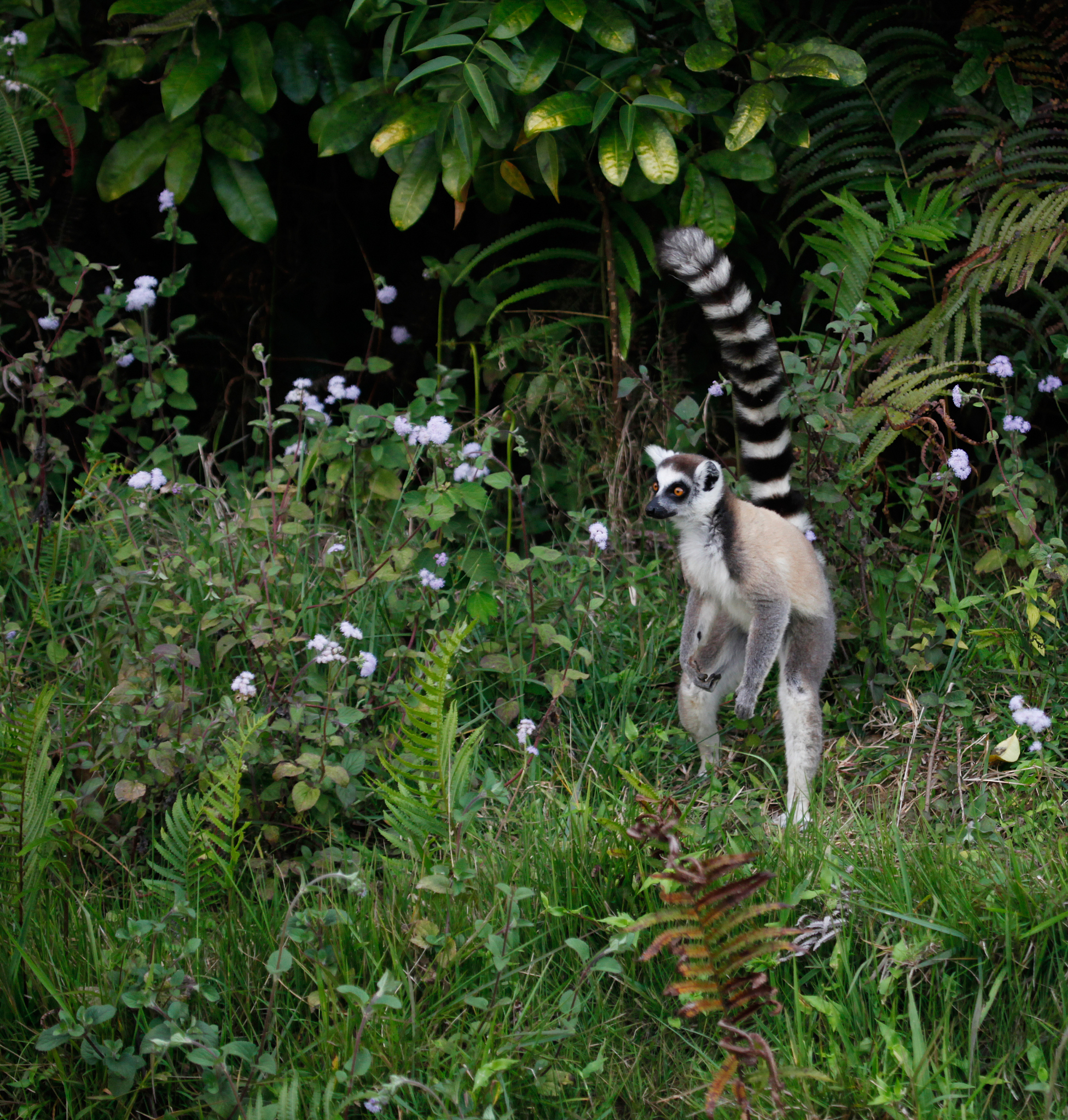 三只龙猫在草原上翻译成英文