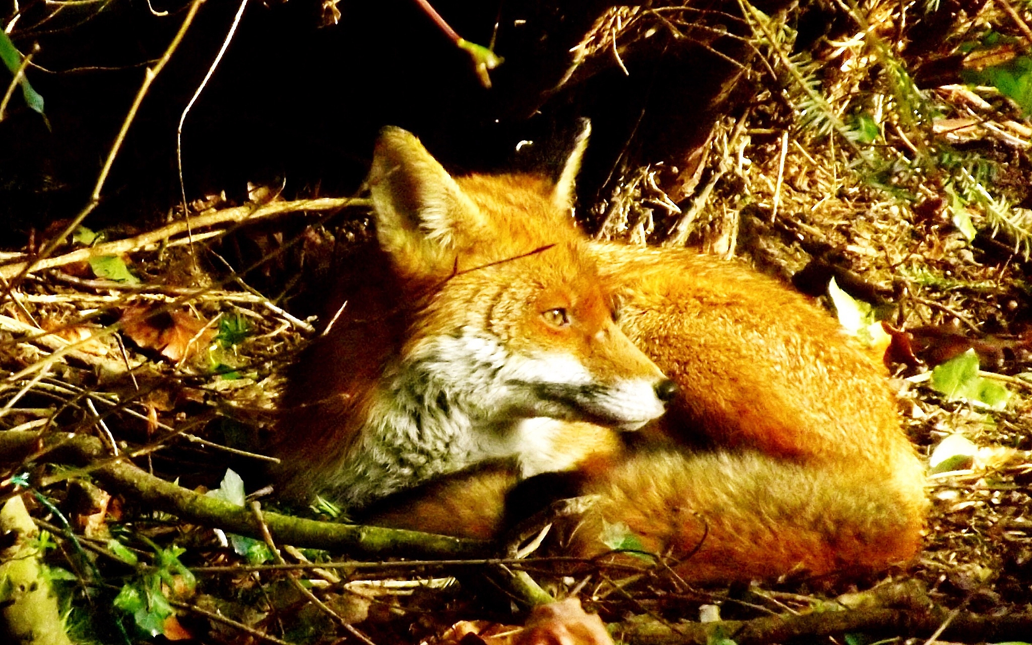 The moment this fox finally runs back to the wild