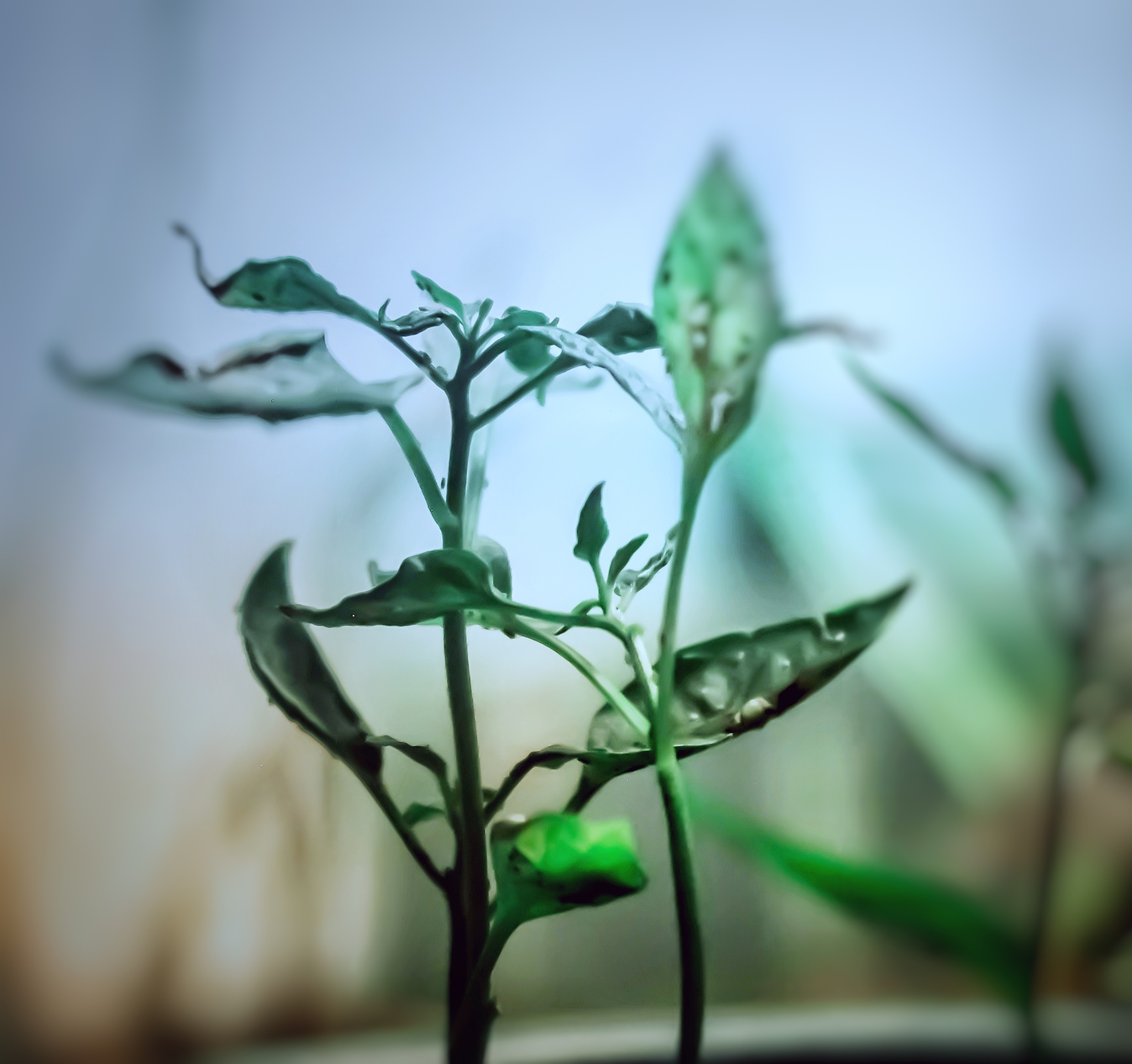 Contoh Soal Apotek Hidup: Tanaman Obat dan Manfaatnya