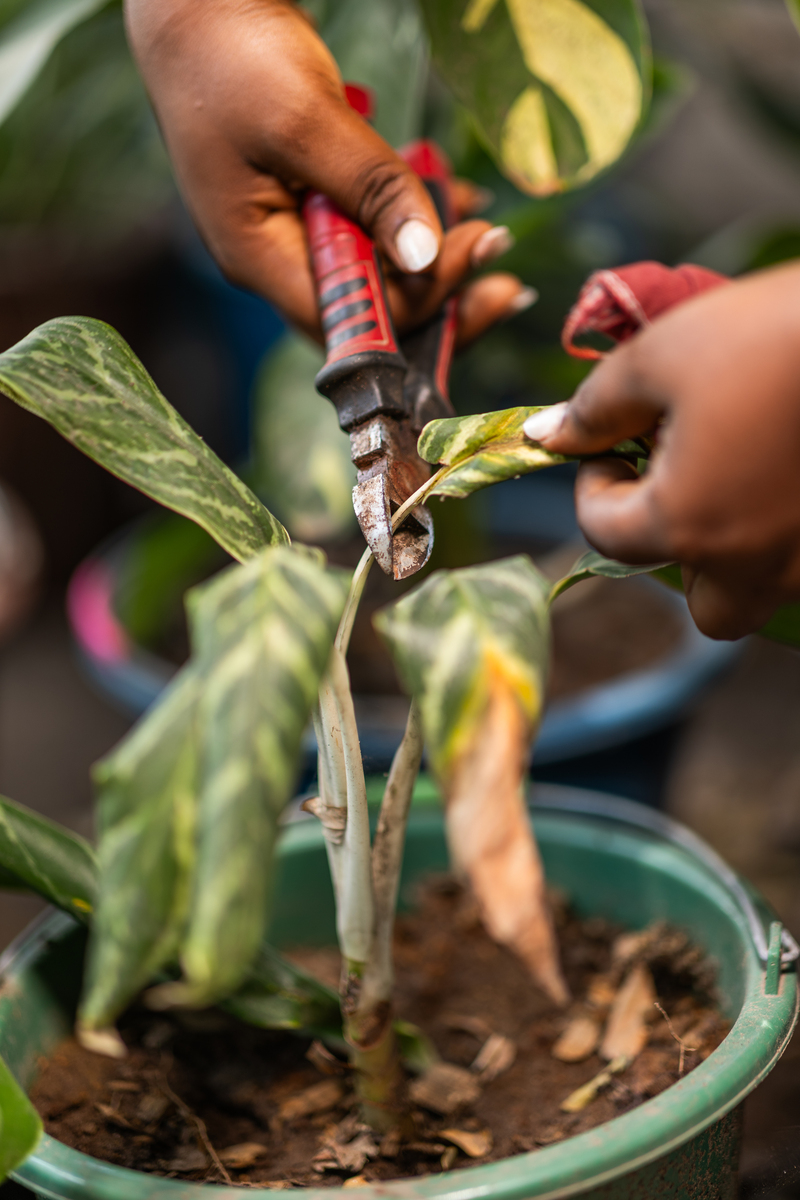 桔子树5月6月初嫁接技巧：时间、步骤、注意事项