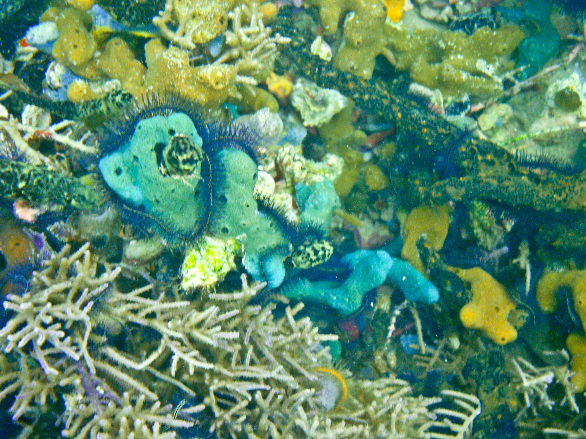 underwater scenes