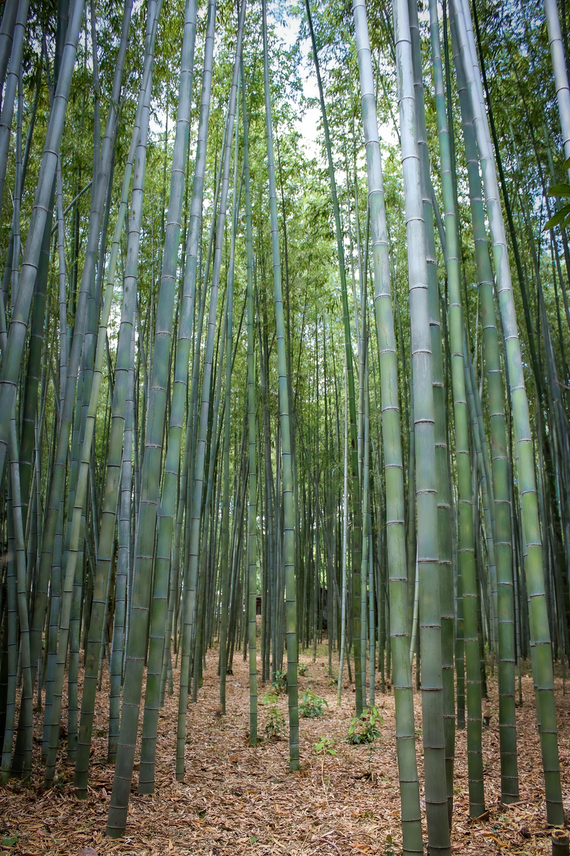 竹子分类：地本、地中、地上，分布解析