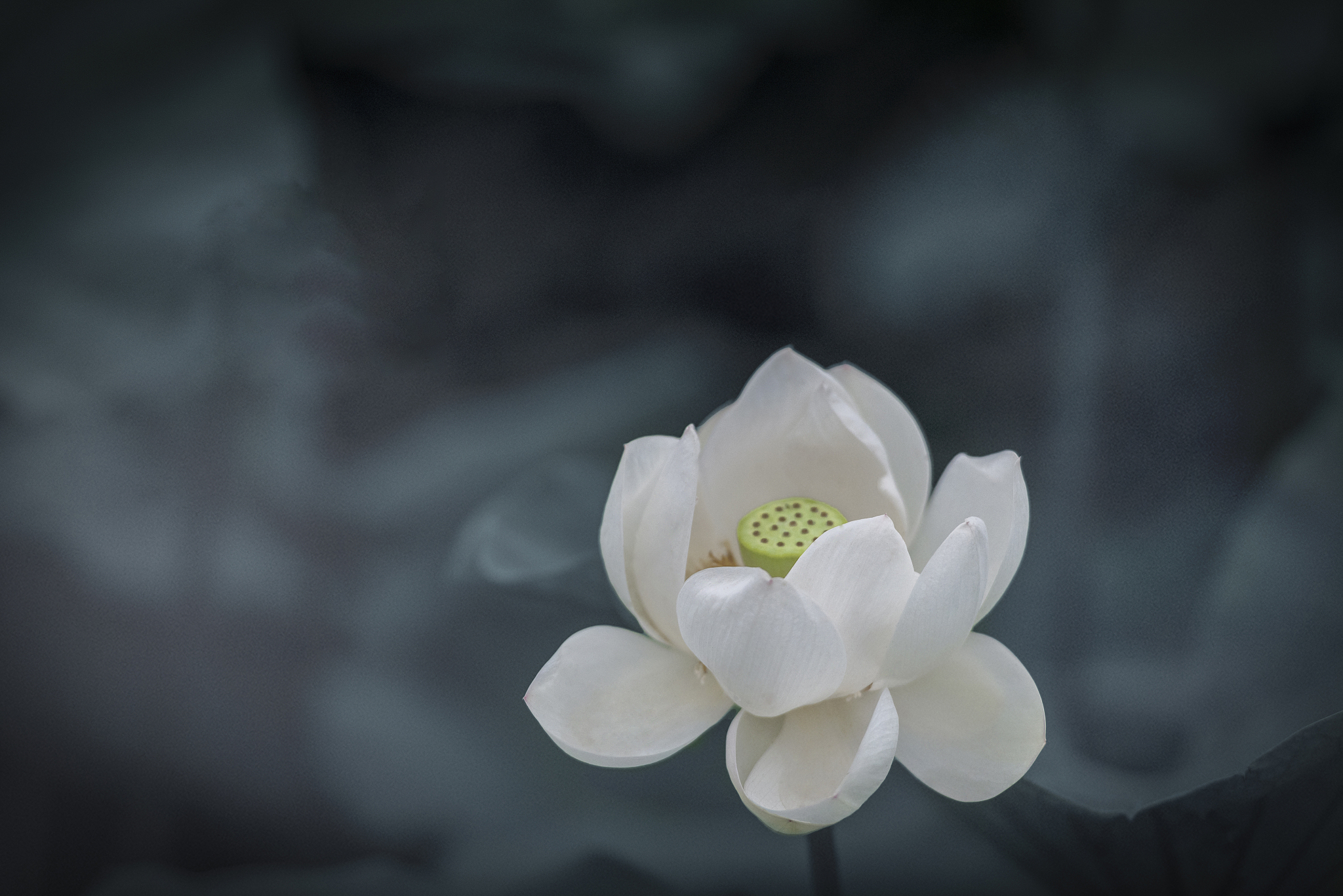 寂静欢喜的意思是什么