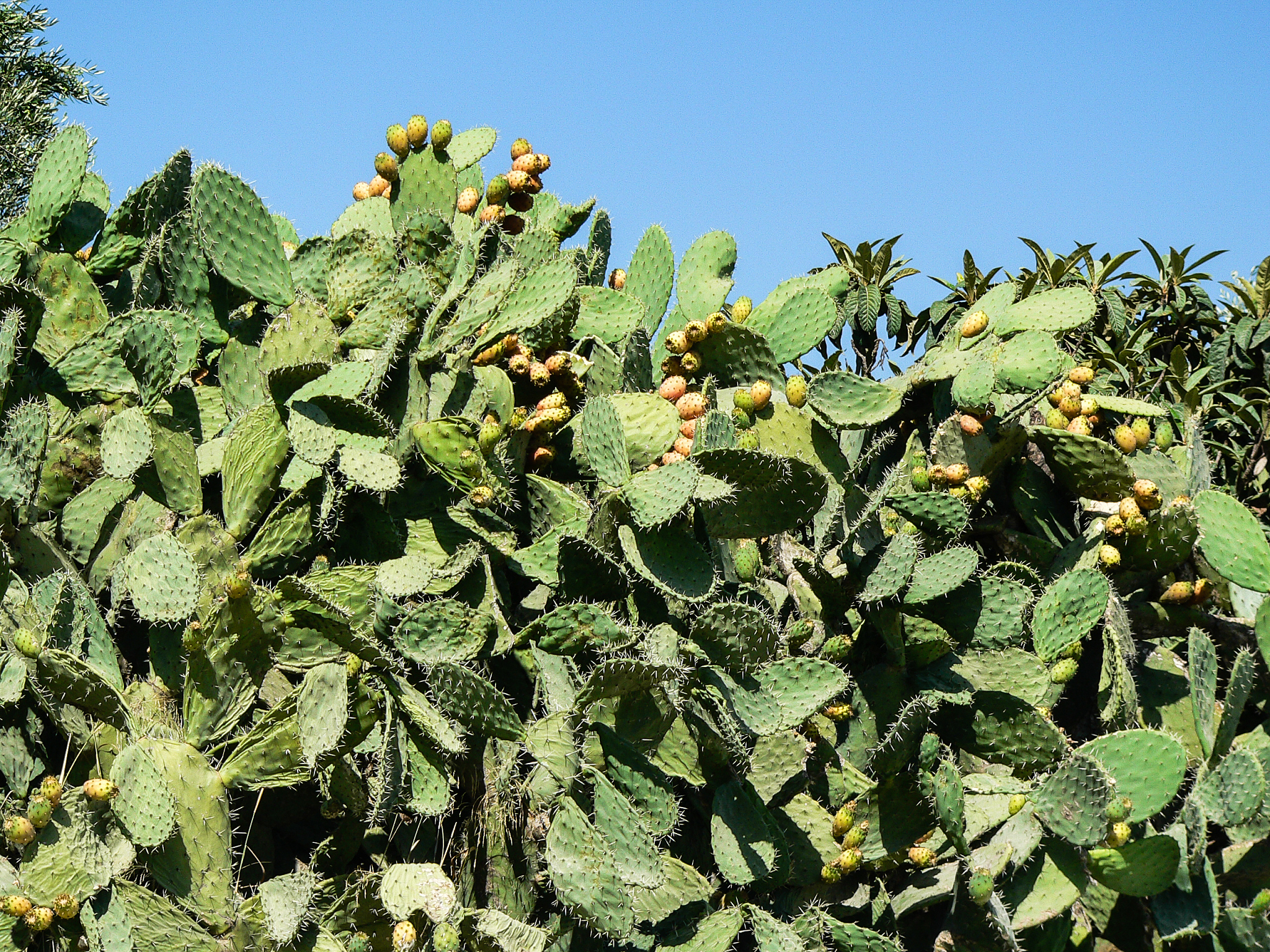 PLANT BIOTECHNOLOGY JOURNAL: 推动植物生物技术研究与发展