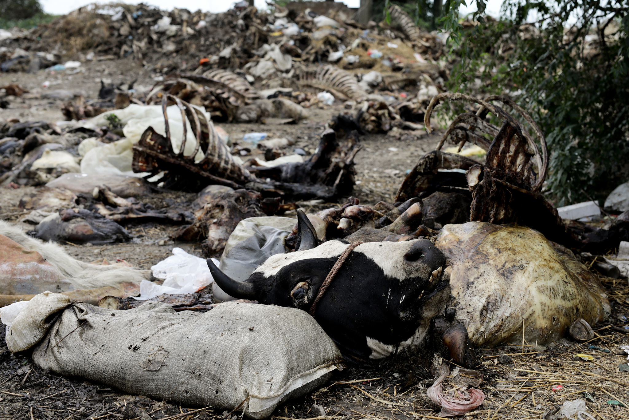 救的小鸟去世了我应该把它埋在哪里